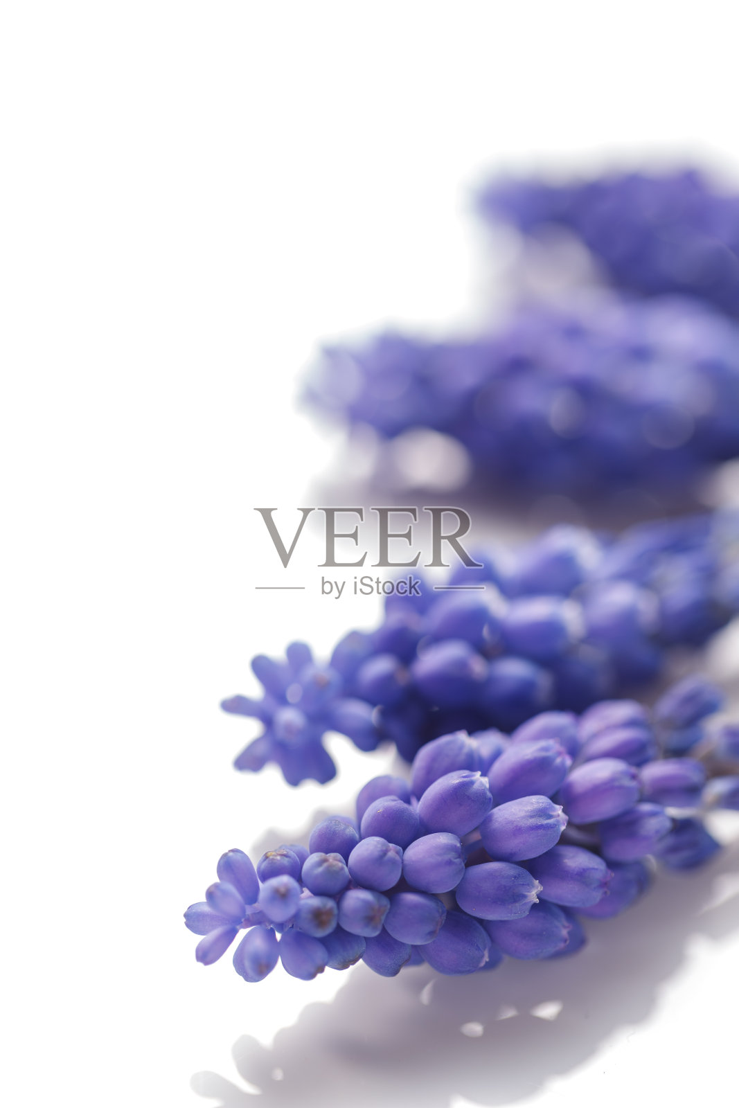 麝香花在白色的背景照片摄影图片