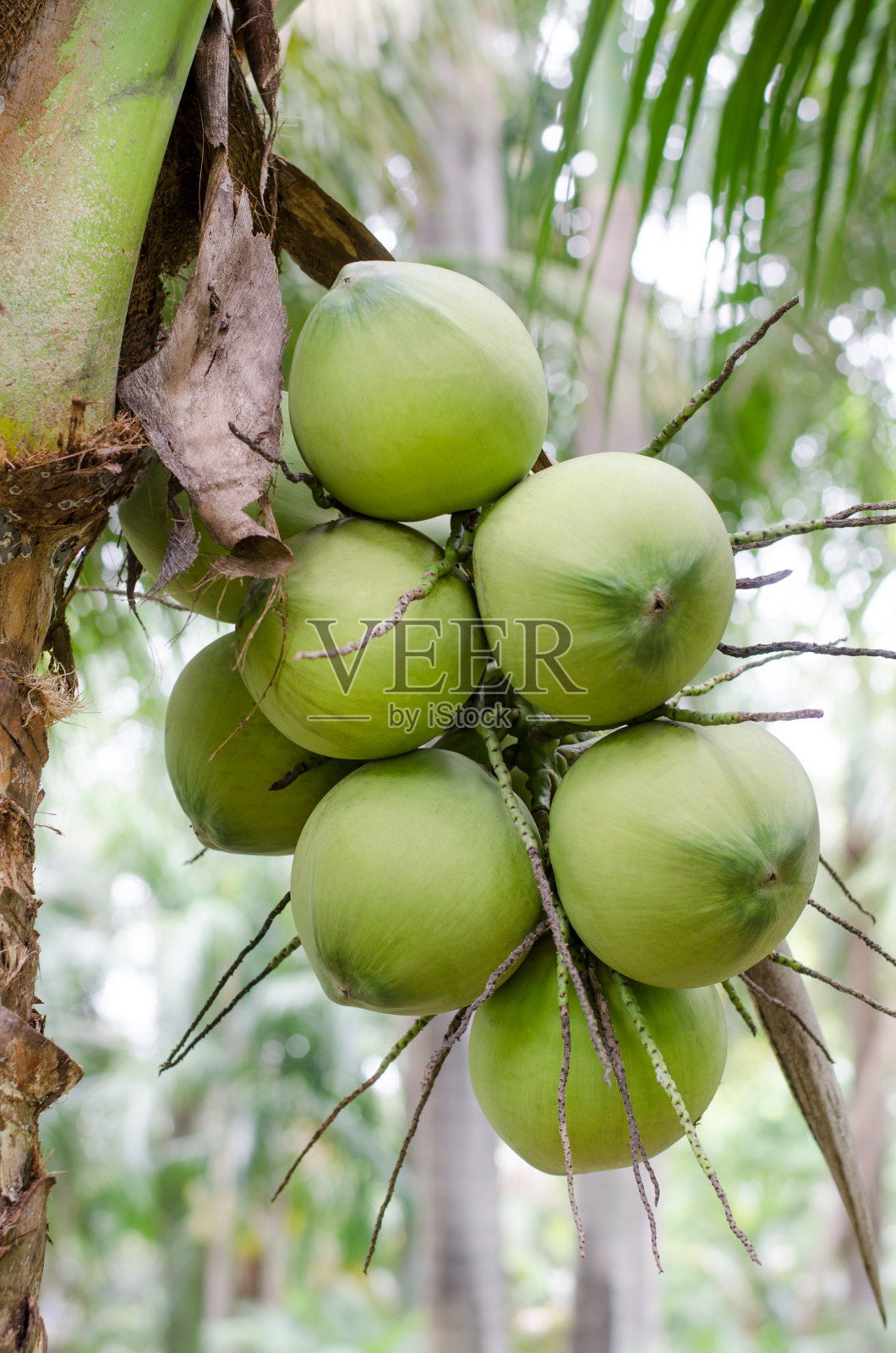 在模糊的自然背景下，在果园里关闭新鲜的年轻椰子枝照片摄影图片