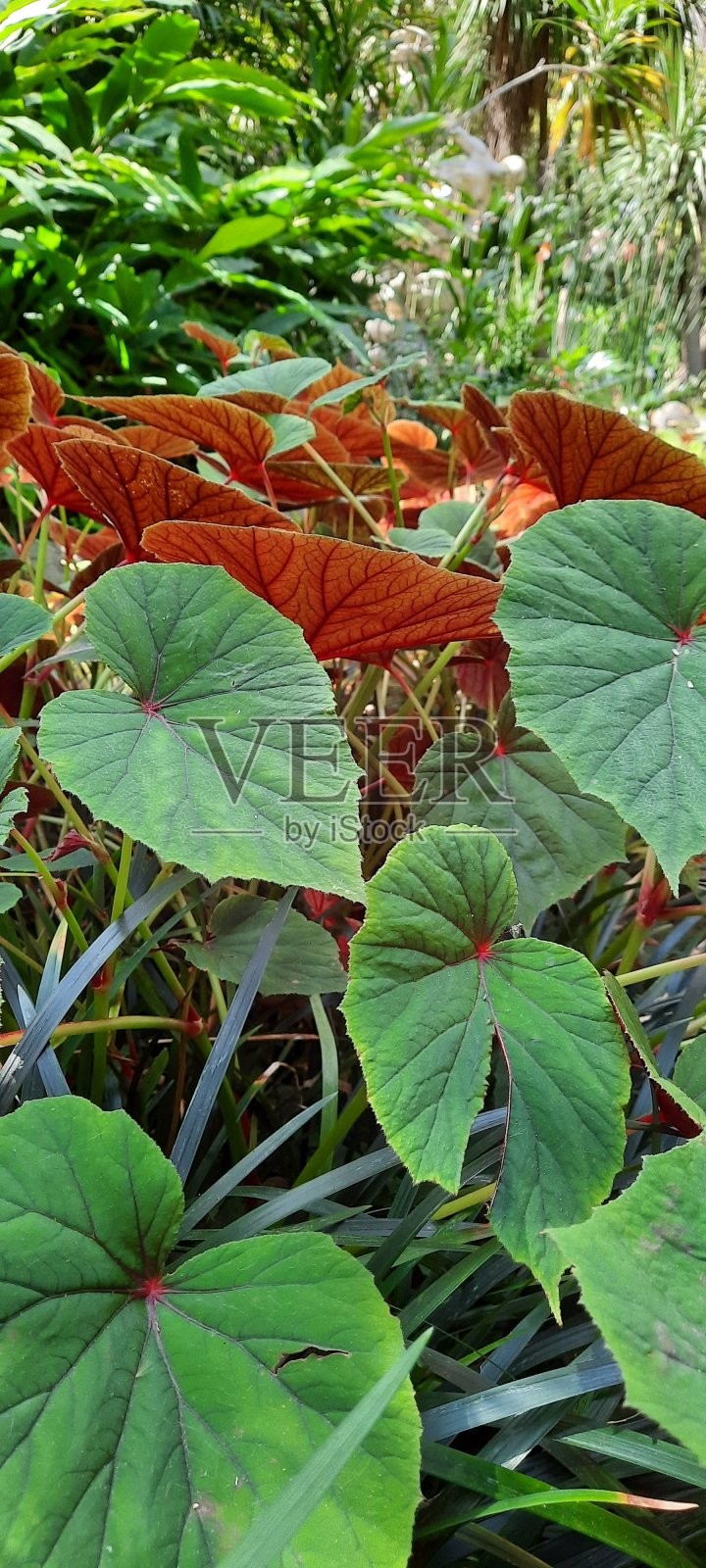 葡萄牙的里斯本鲜花照片摄影图片