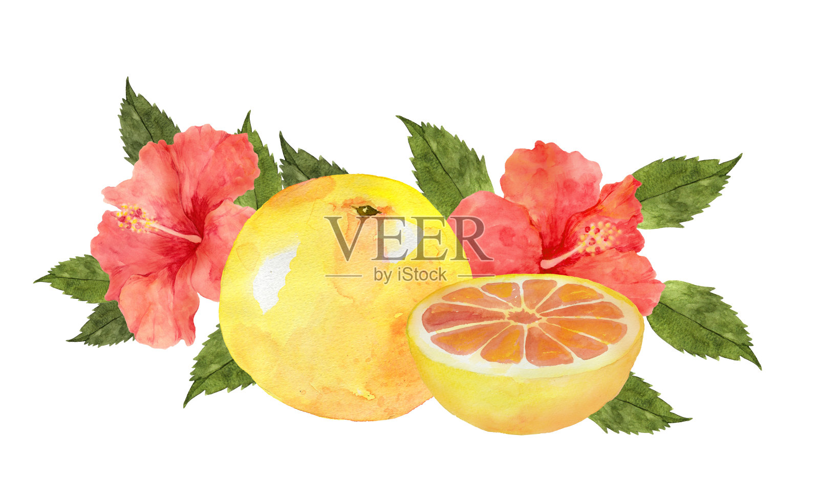 葡萄柚配木槿花插画图片素材