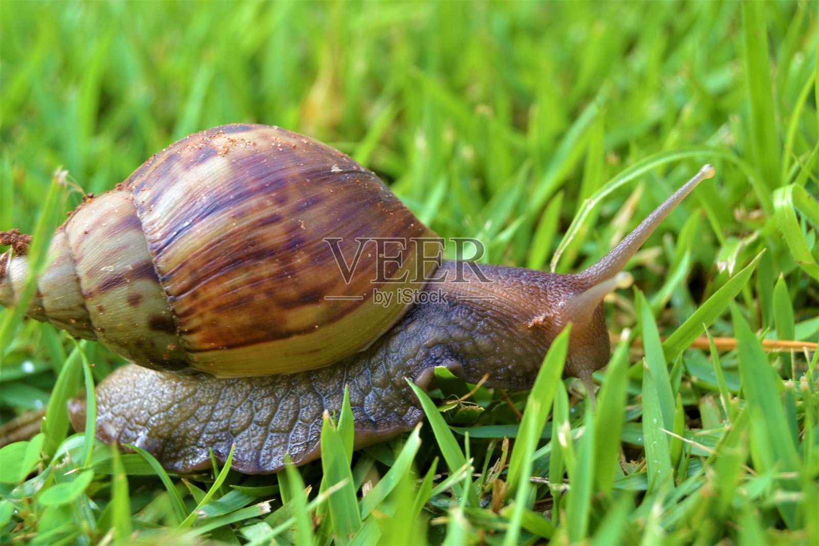Achatina fulica /非洲大蜗牛照片摄影图片