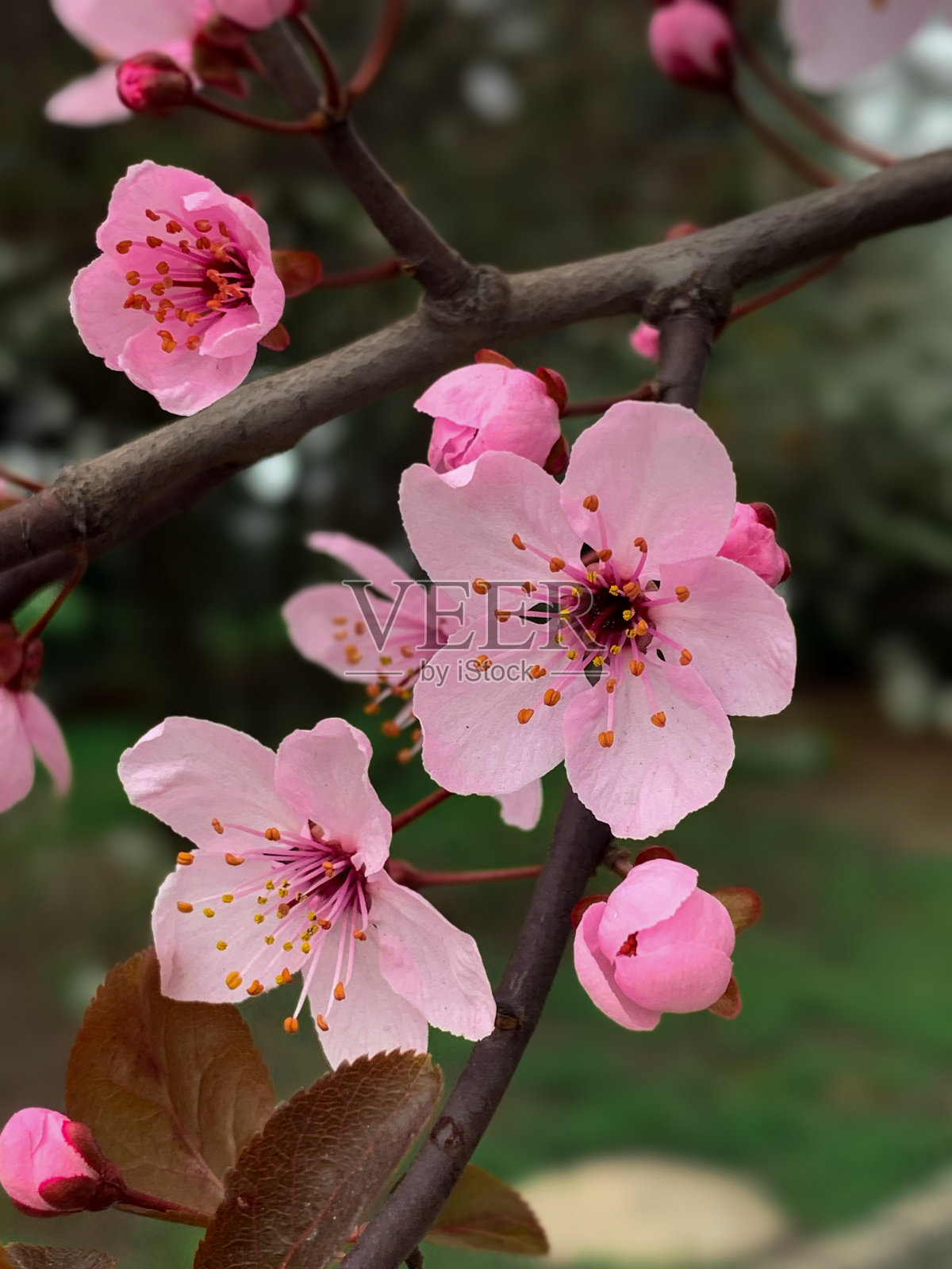春天盛开的树木照片摄影图片