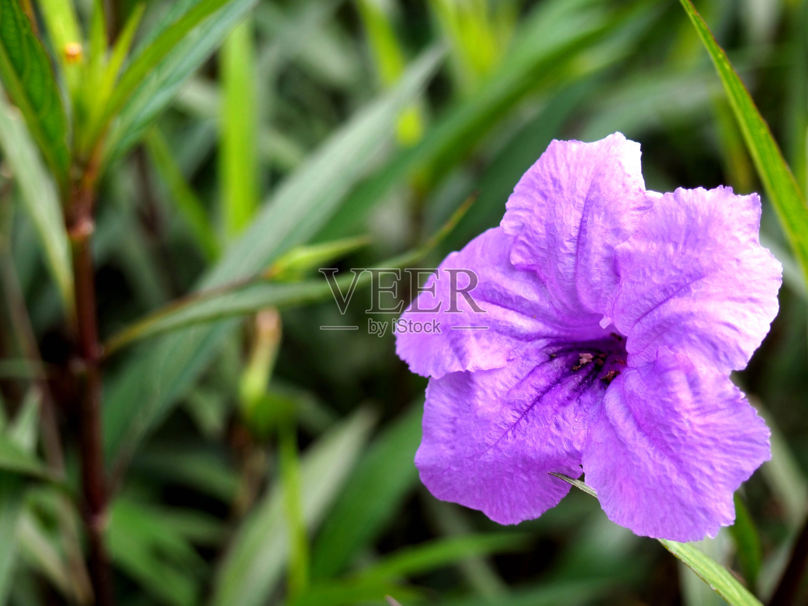 画在花园里的植物，可以用作壁纸或背景。照片摄影图片