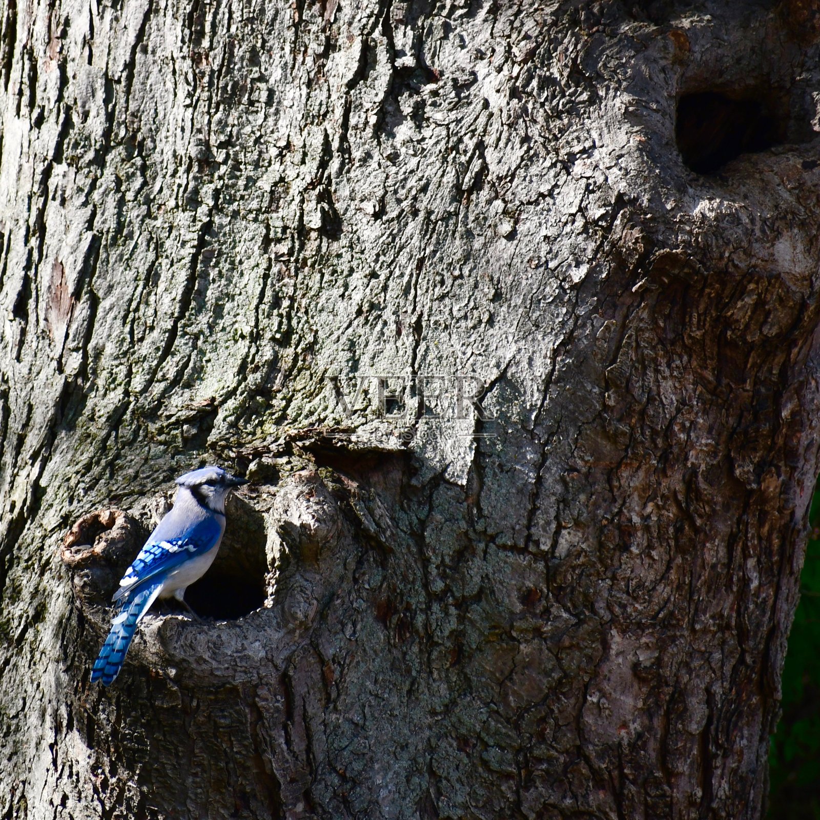 枫树上的蓝松鸦照片摄影图片