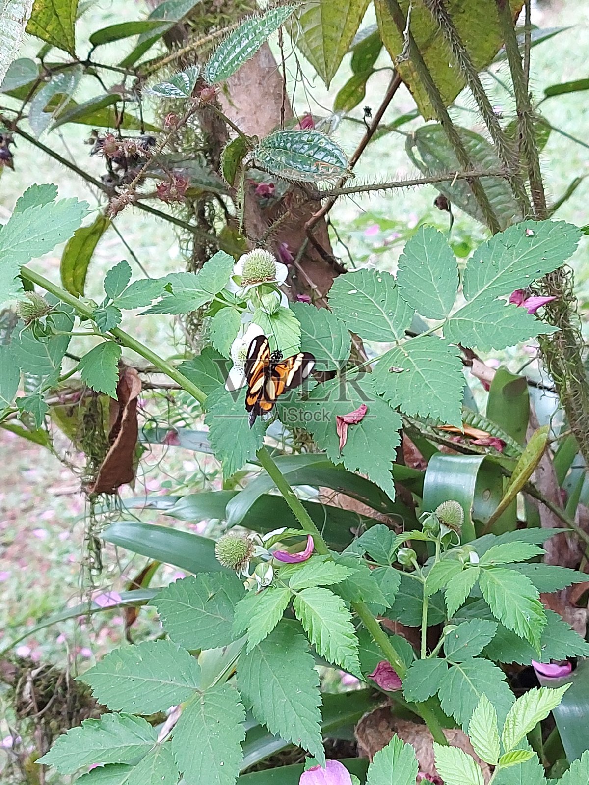 黑色和橙色蝴蝶到达工厂照片摄影图片