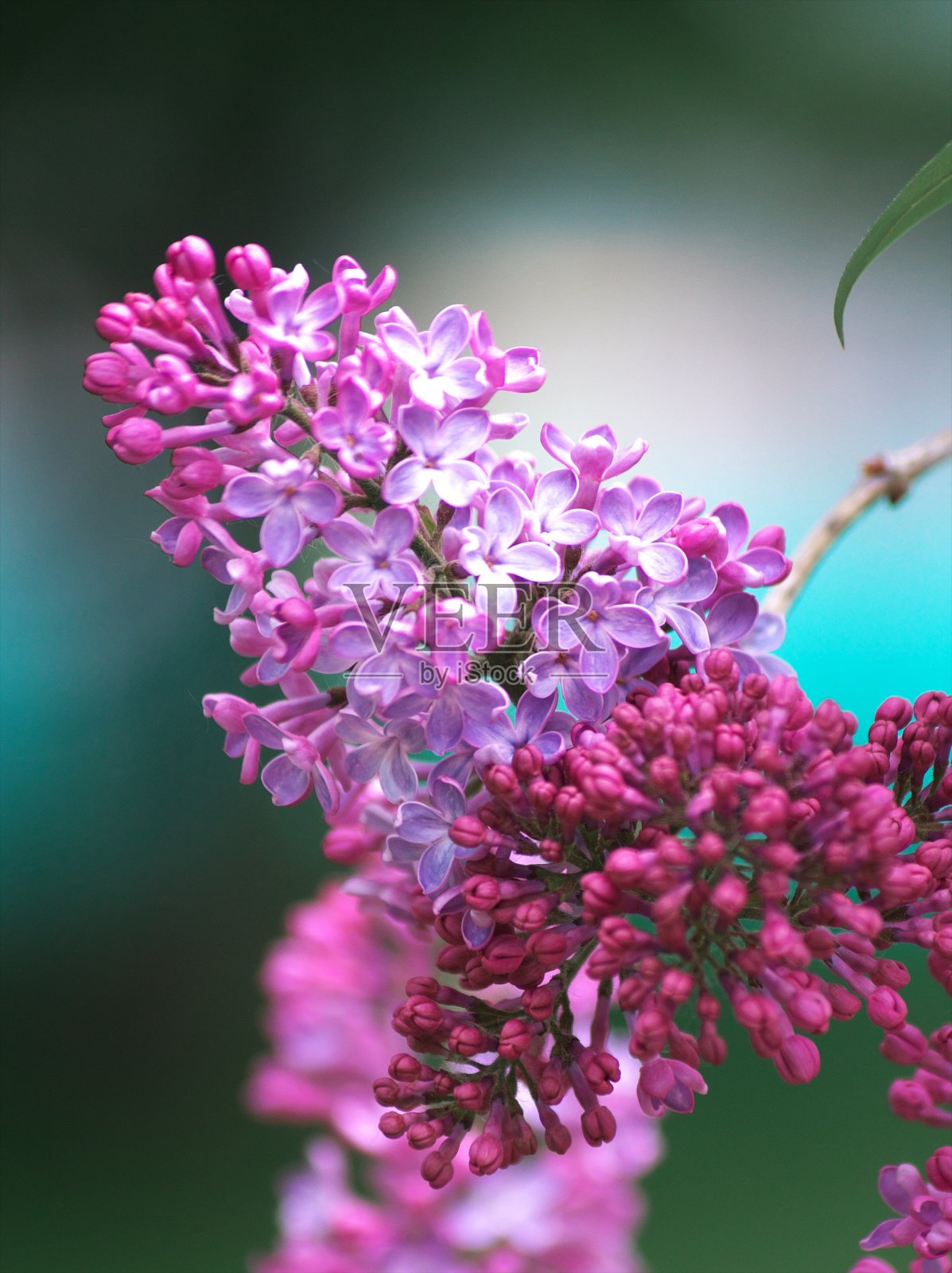 盛开的丁香照片摄影图片