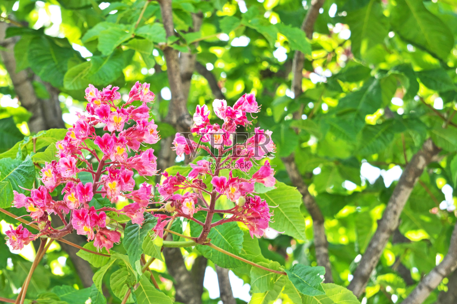 红花七叶树照片摄影图片