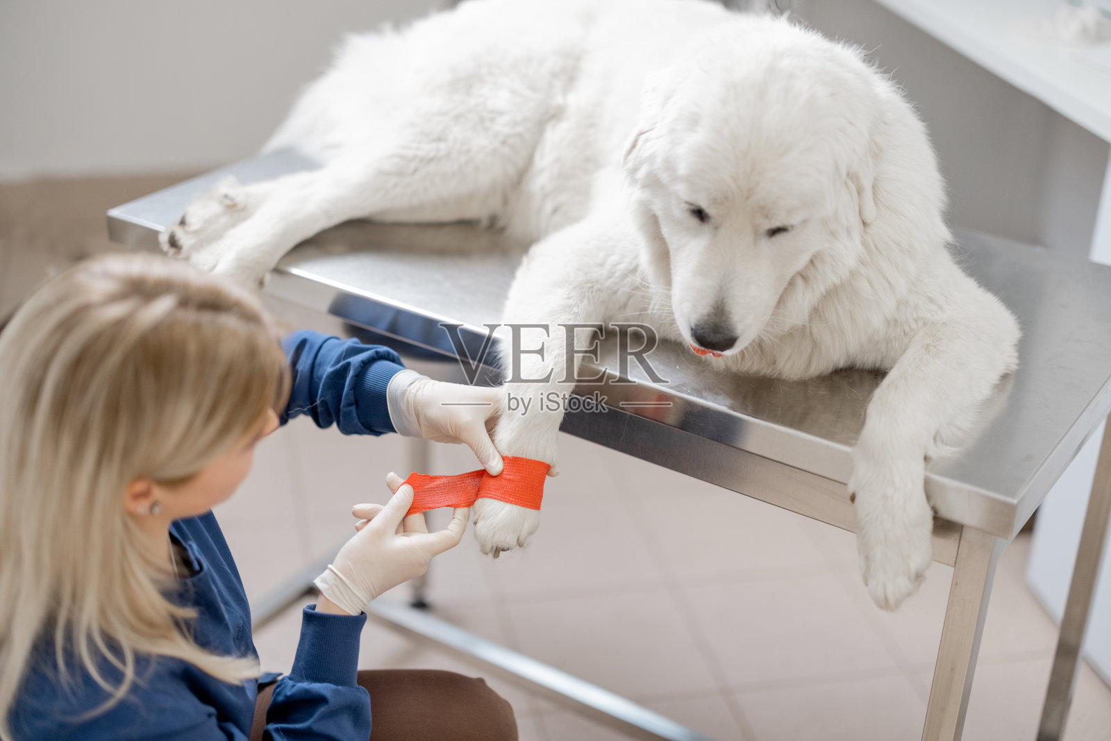 兽医用红色弹性绷带包扎狗病人的戴手套的爪子照片摄影图片