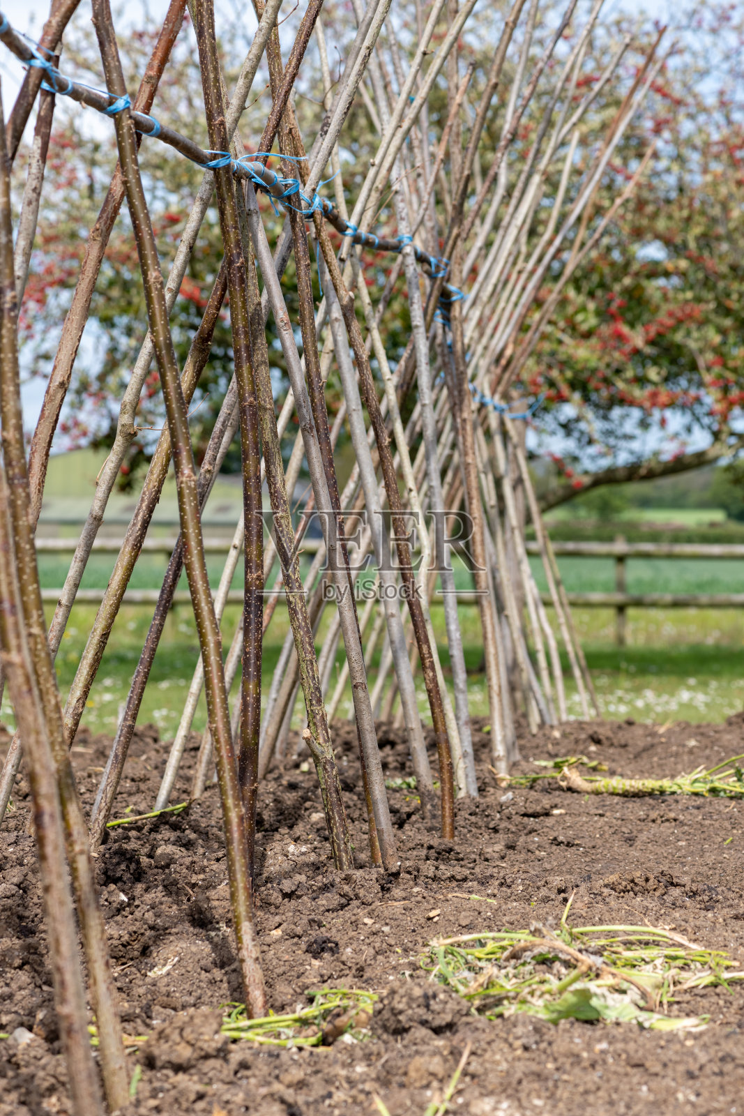 豆棒照片摄影图片