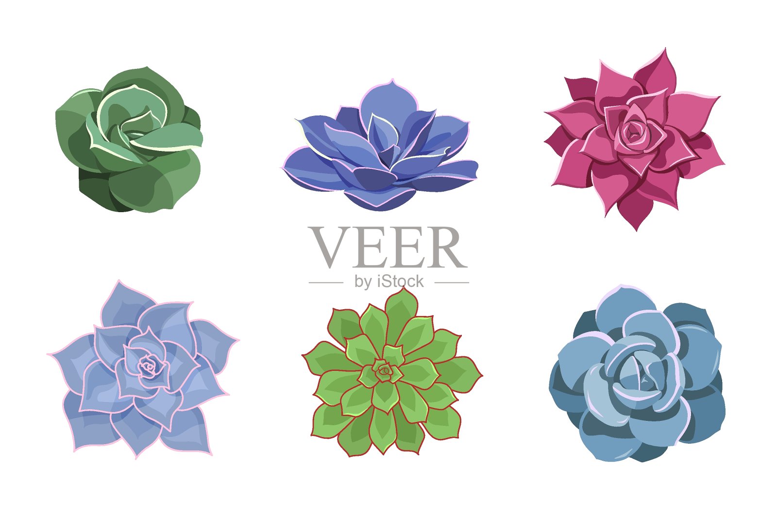 一套彩色多肉植物月桂插画图片素材