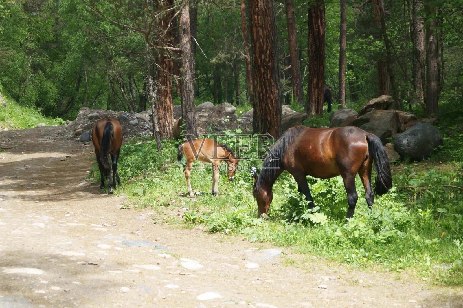 天堂(小马驹和妈妈)照片摄影图片