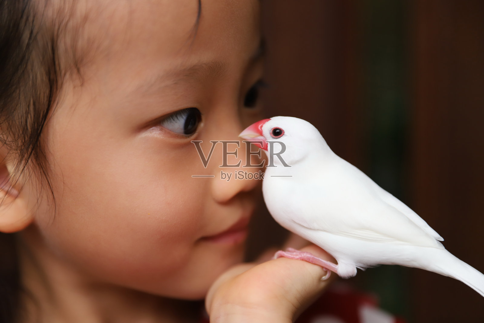 宠物的爱。照片摄影图片