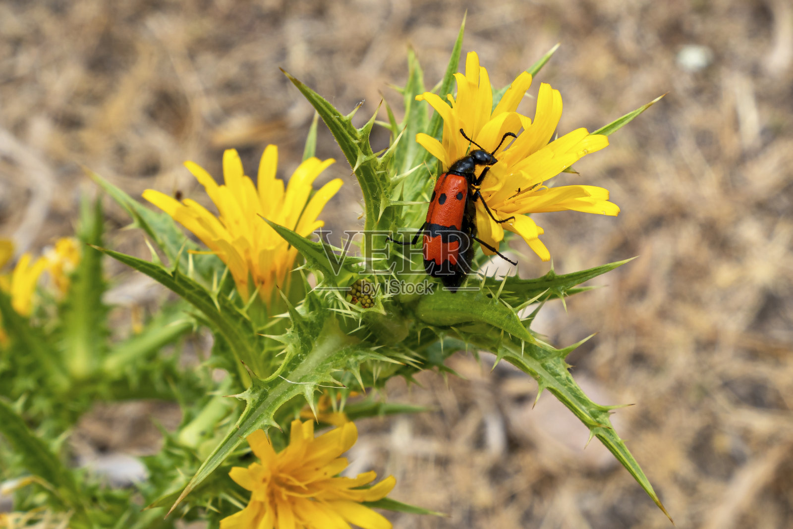红色的昆虫正在收集黄花的花粉照片摄影图片