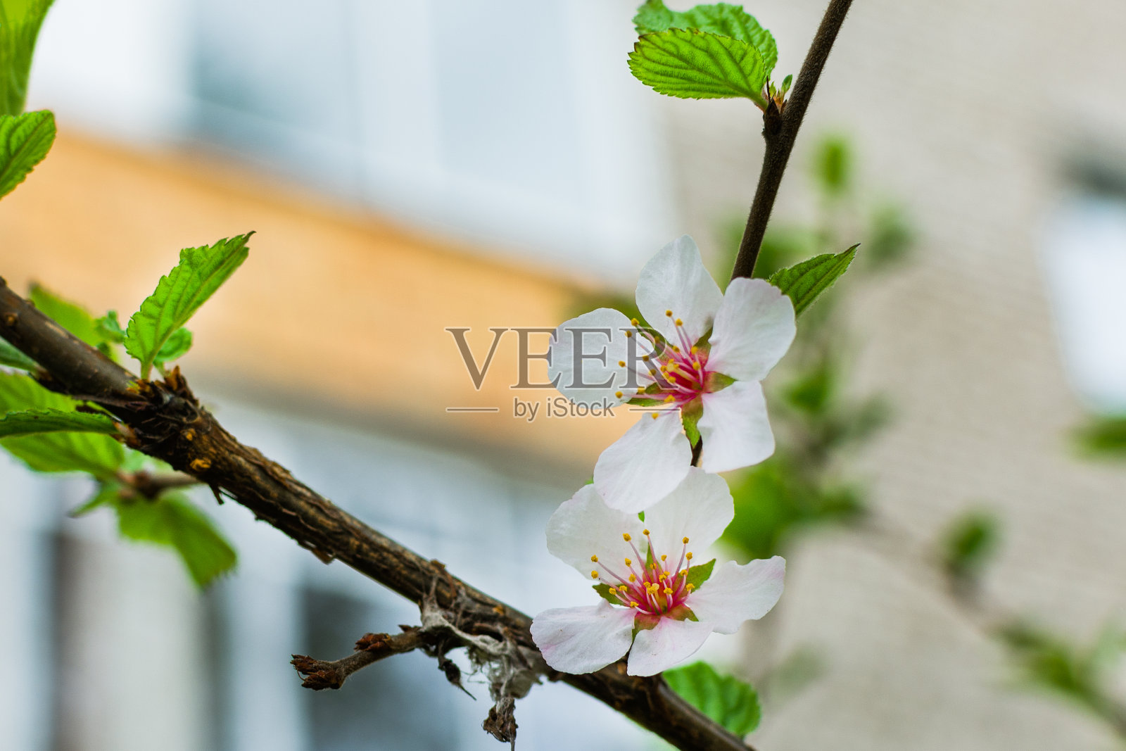 城市苹果树在春天开白花照片摄影图片