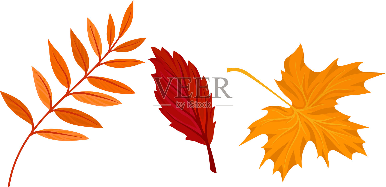 明亮的秋叶有纤维，又宽又平插画图片素材
