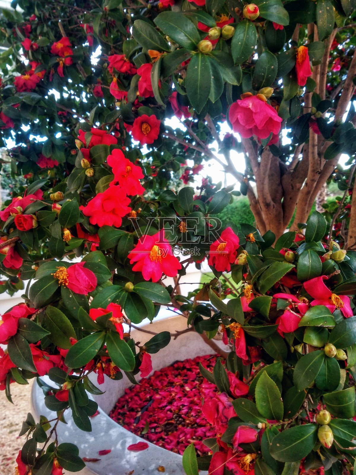 背景的粉红色的山茶花日本公园近距离。春天的时间。照片摄影图片