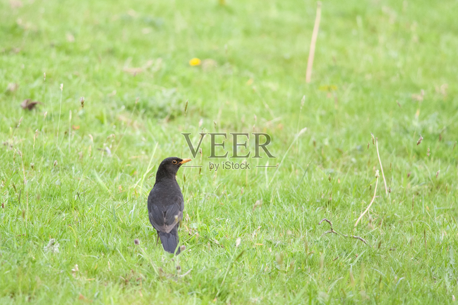 狩猎的黑鸟照片摄影图片