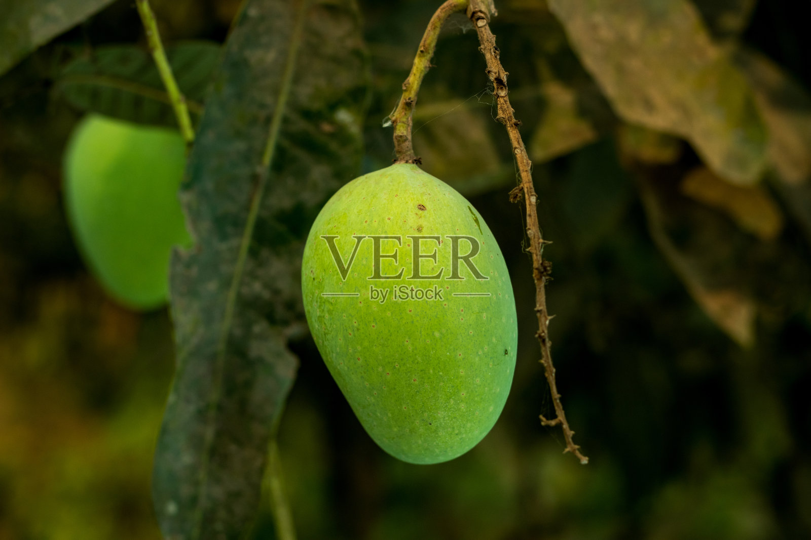 又绿又酸又甜的芒果水果在一个村庄的自家花园里照片摄影图片