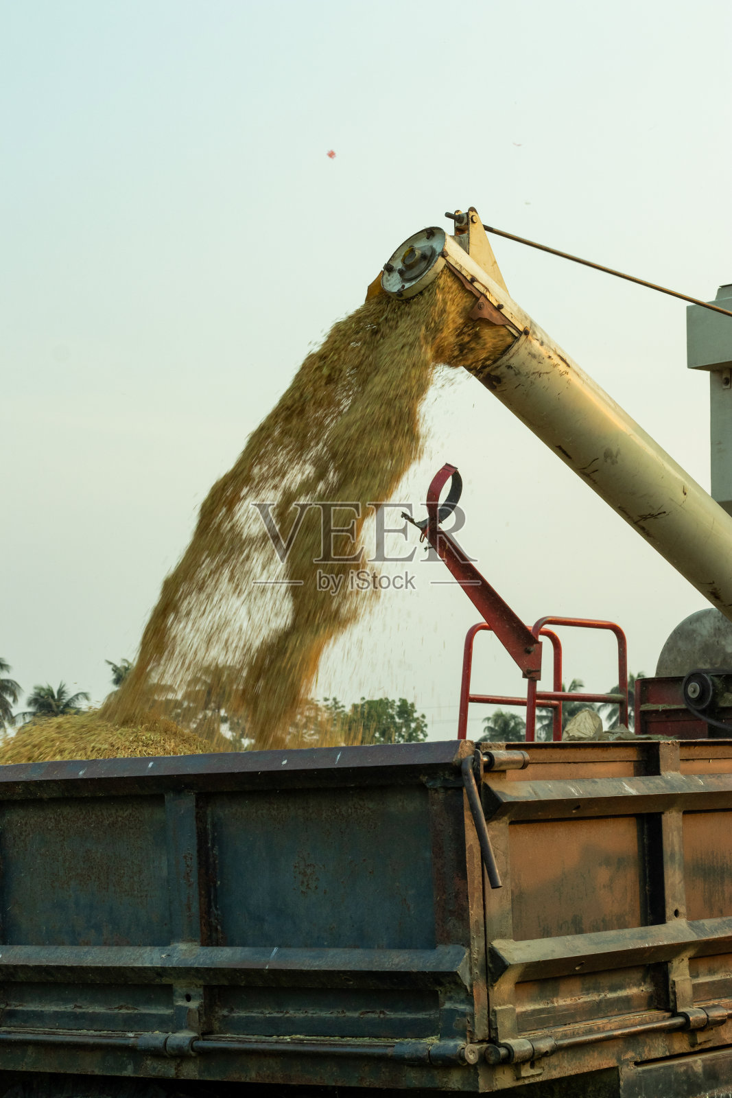 自动包装的生、熟稻谷的切割和脱粒照片摄影图片