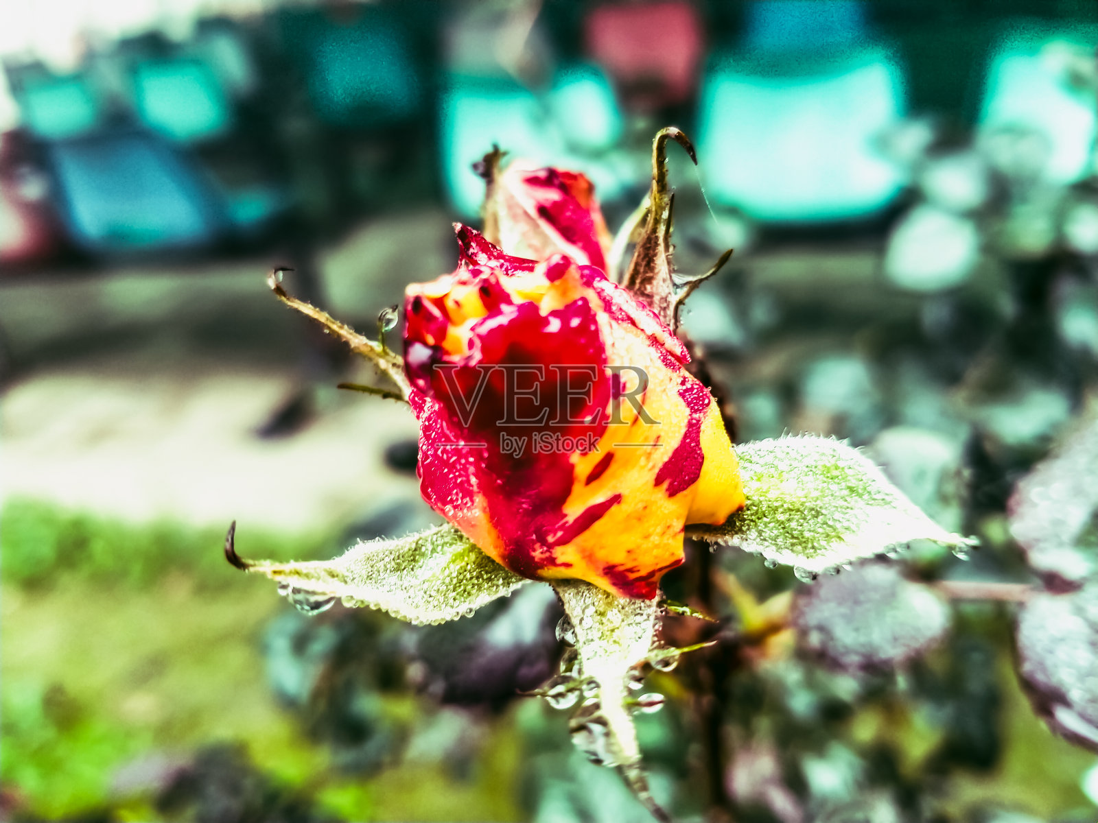 一朵盛开的美丽玫瑰照片摄影图片