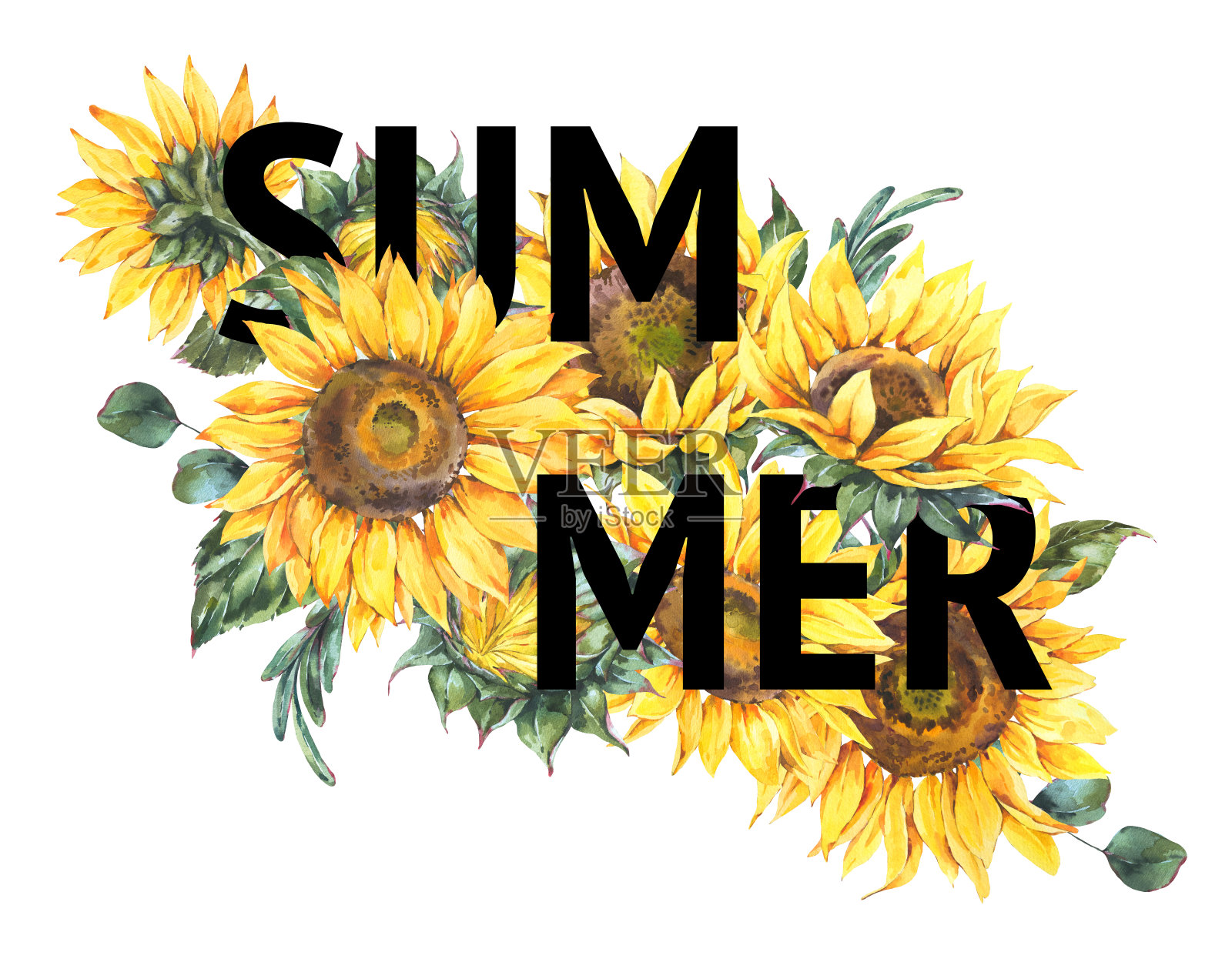 水彩向日葵夏日复古花束。天然黄色花卉贺卡插画图片素材