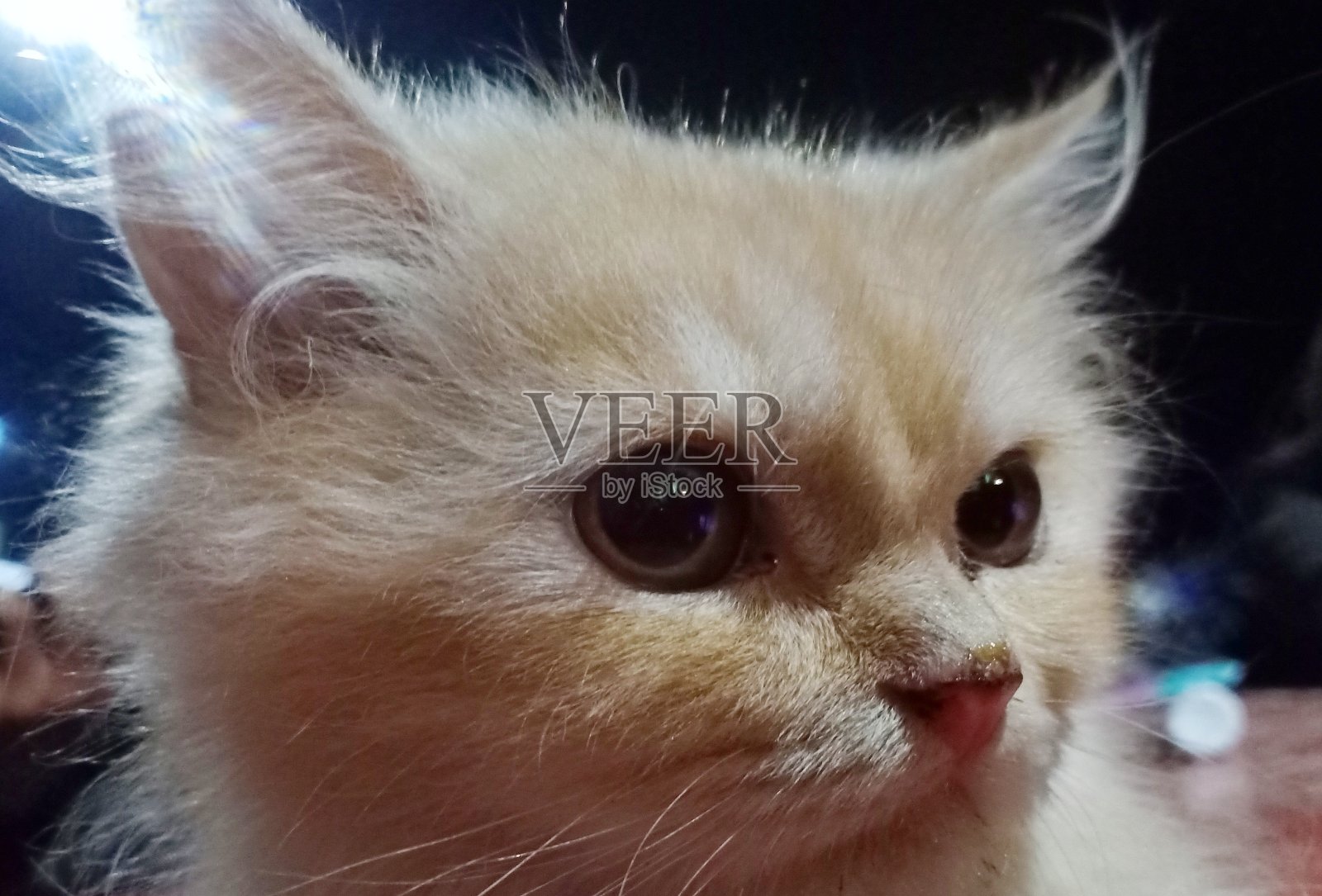 小猫照片摄影图片