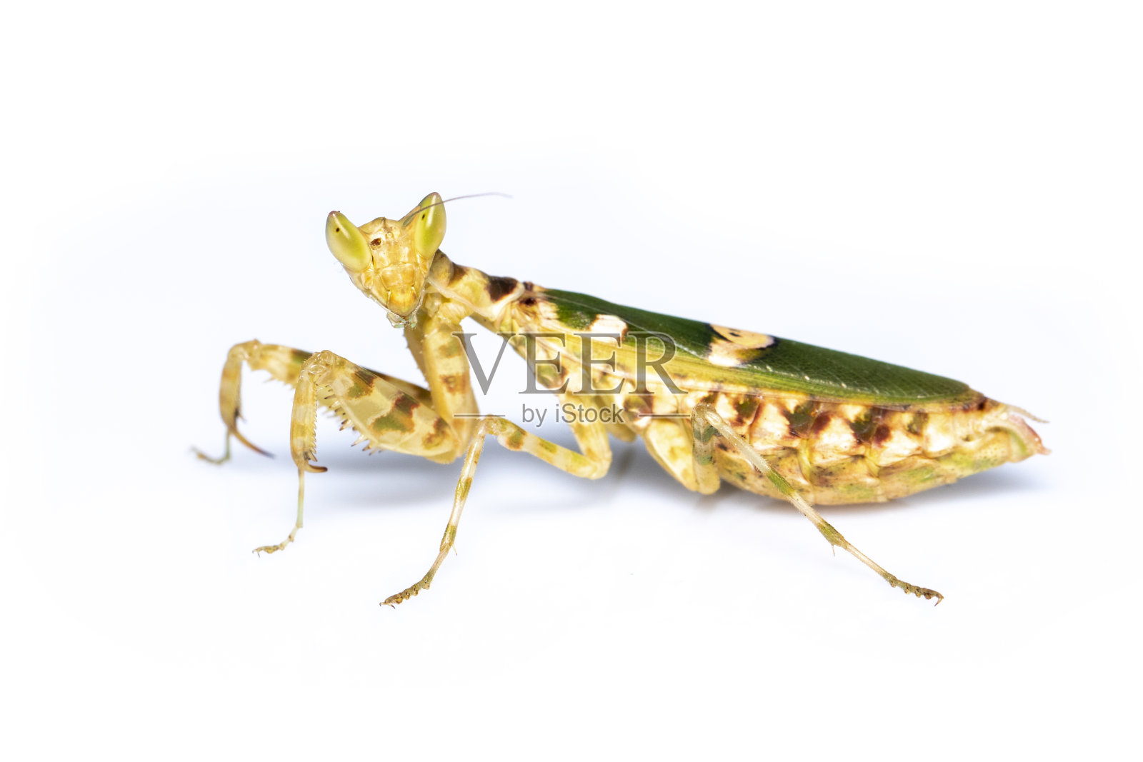 白底花螳螂图片。昆虫。的动物。照片摄影图片