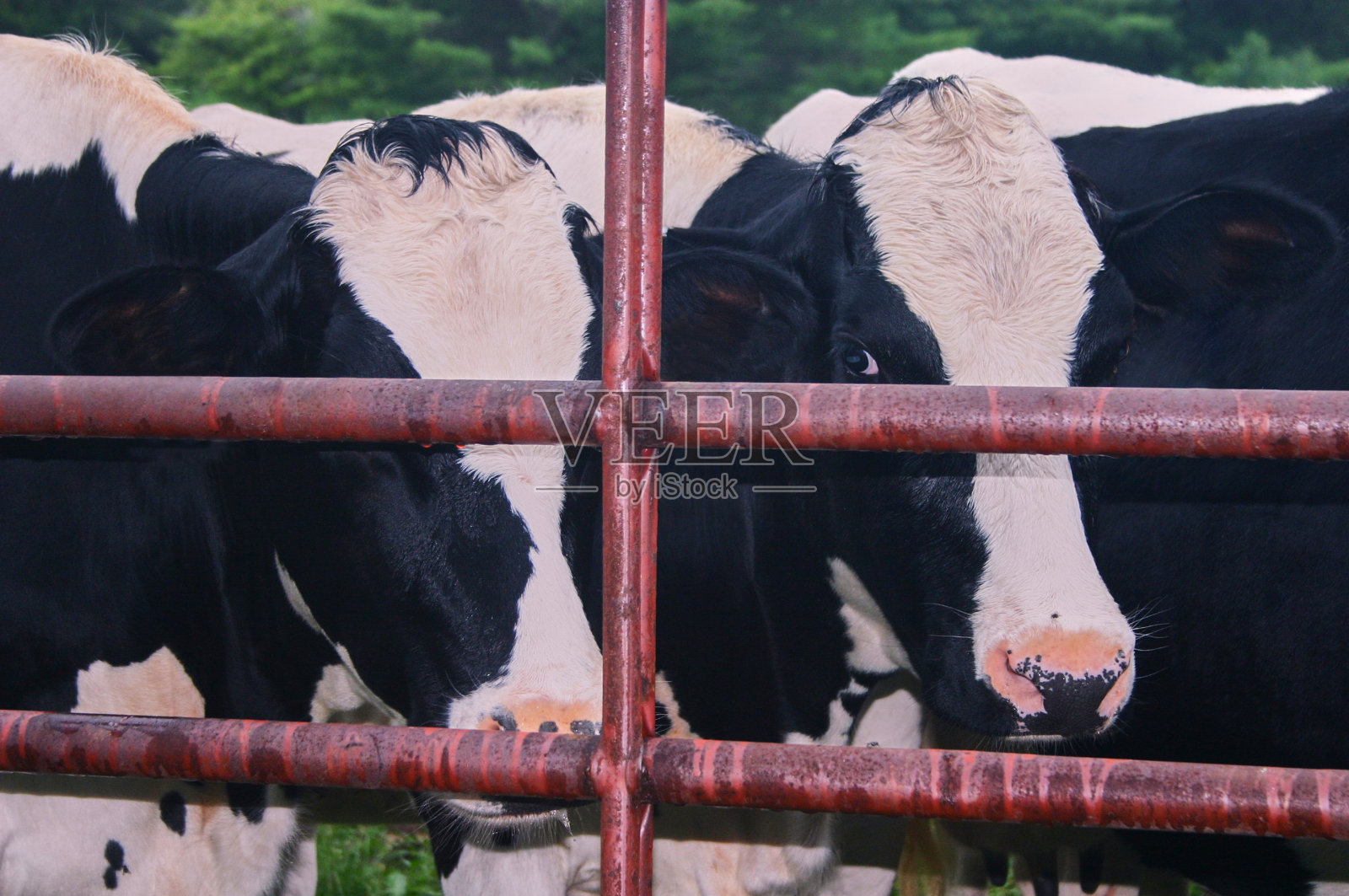 特写的牛照片摄影图片
