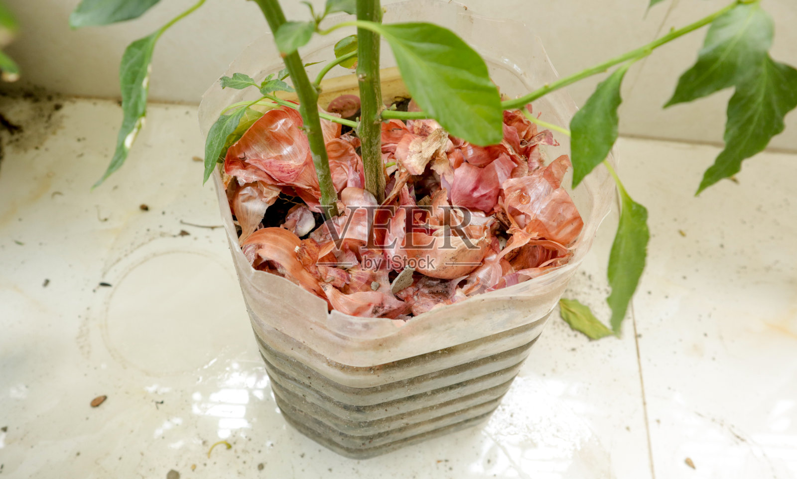 洋葱壳用作肥料为树生长更多照片摄影图片