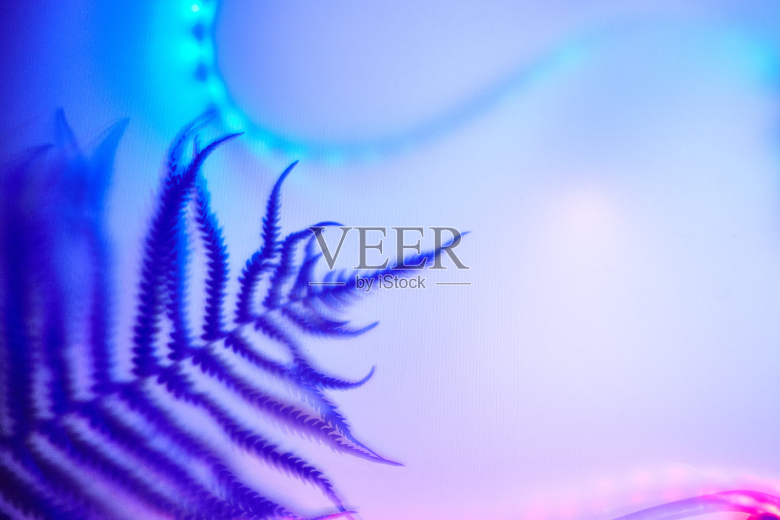 散焦热带蕨类叶子上的彩色时尚霓虹蓝色和粉红色的背景与文字空间照片摄影图片