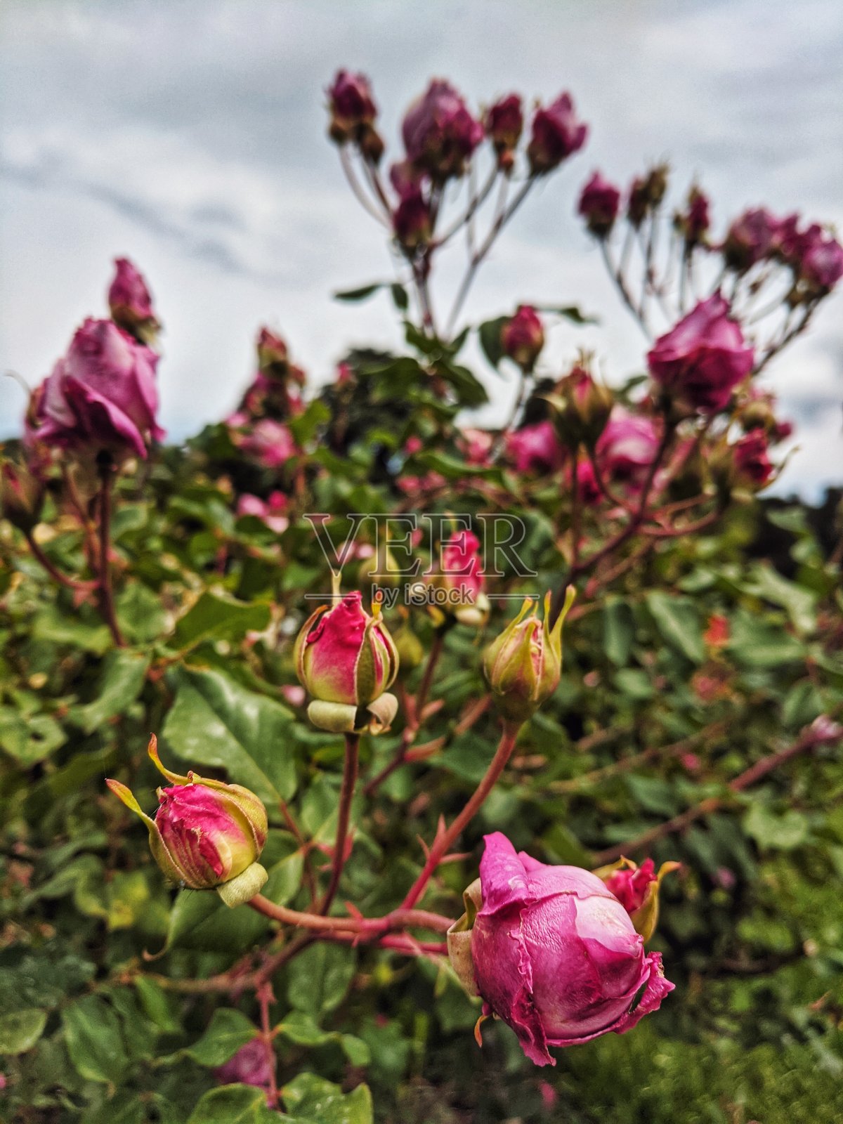 背景的盛开的五颜六色的花和玫瑰在花园里近距离。自然的背景和纹理。照片摄影图片