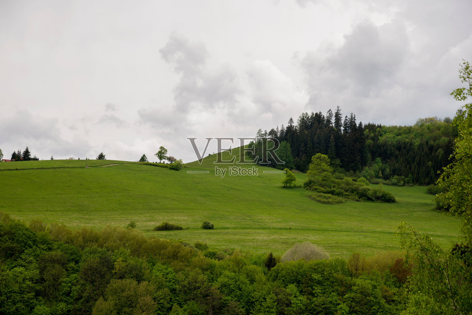 绿色山谷在春天。草地和有树的田野照片摄影图片