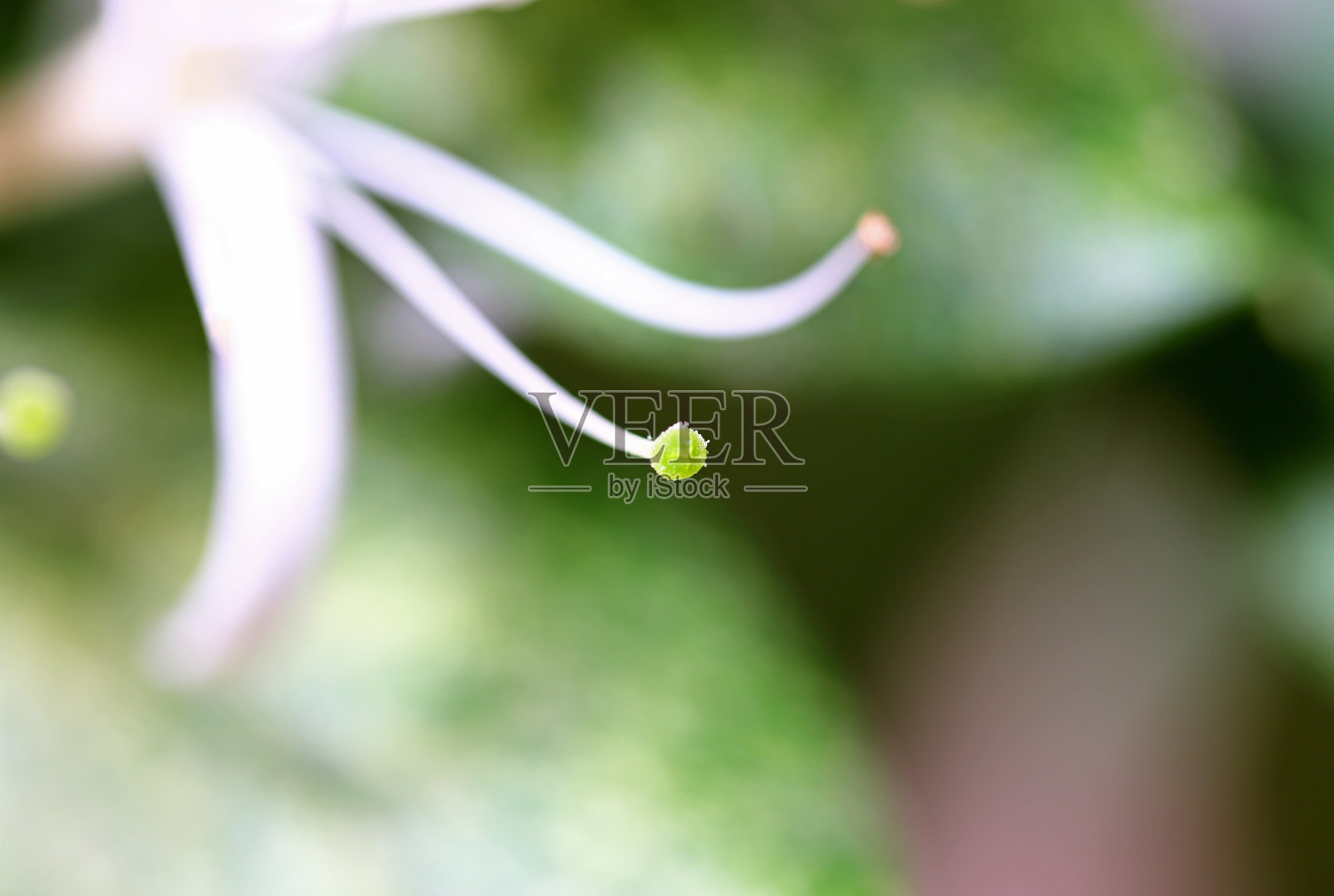 花园中一朵白花的特写照片摄影图片