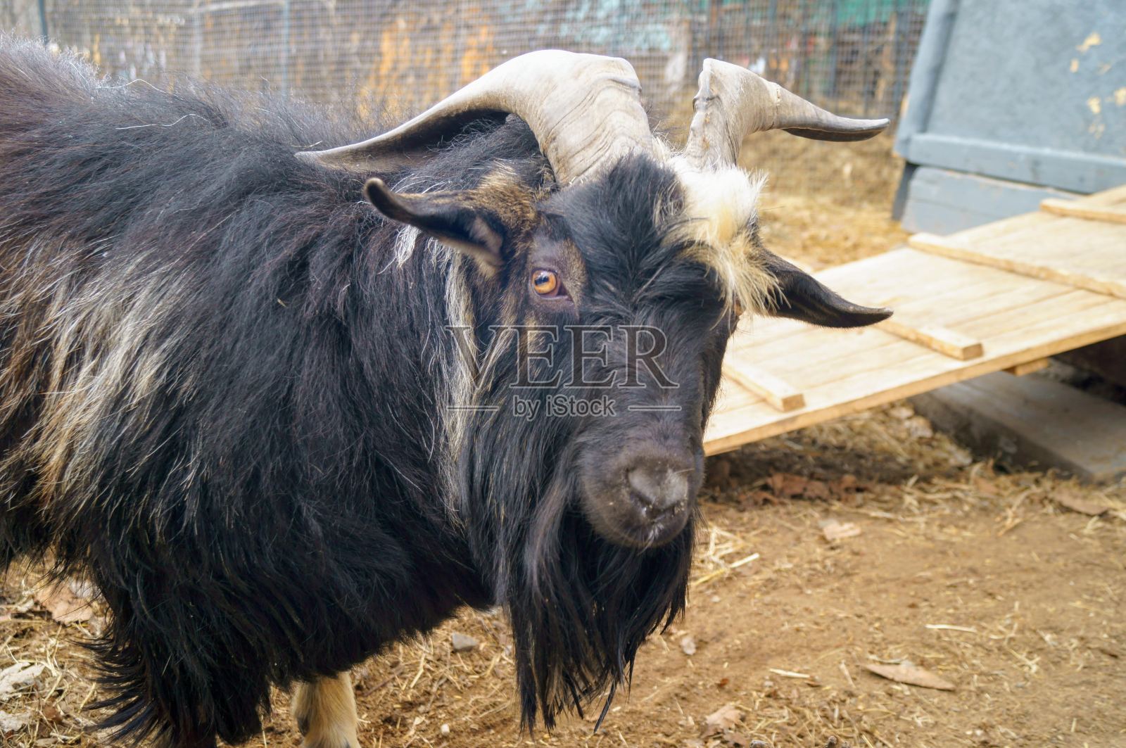 讨厌的老家伙照片摄影图片