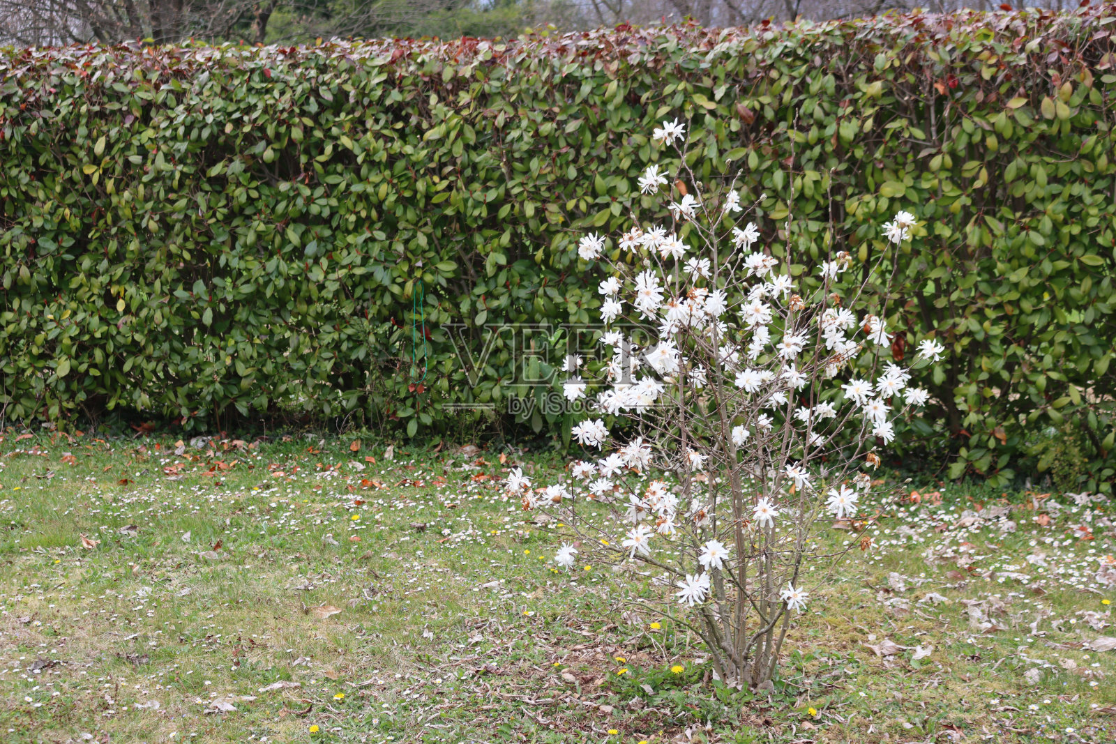 红叶石楠树篱上盛开着美丽的白花照片摄影图片