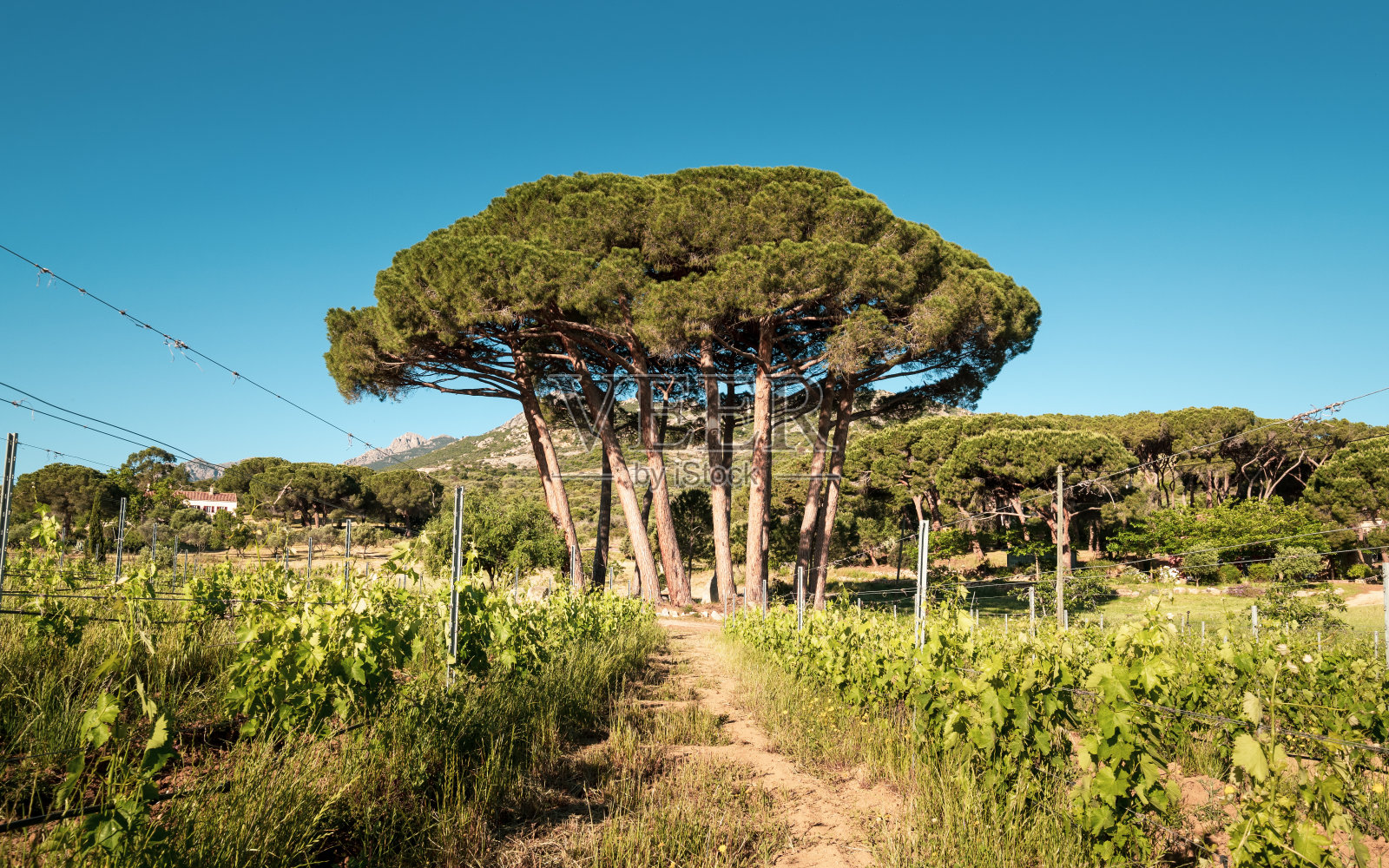 科西嘉葡萄园里的松树照片摄影图片