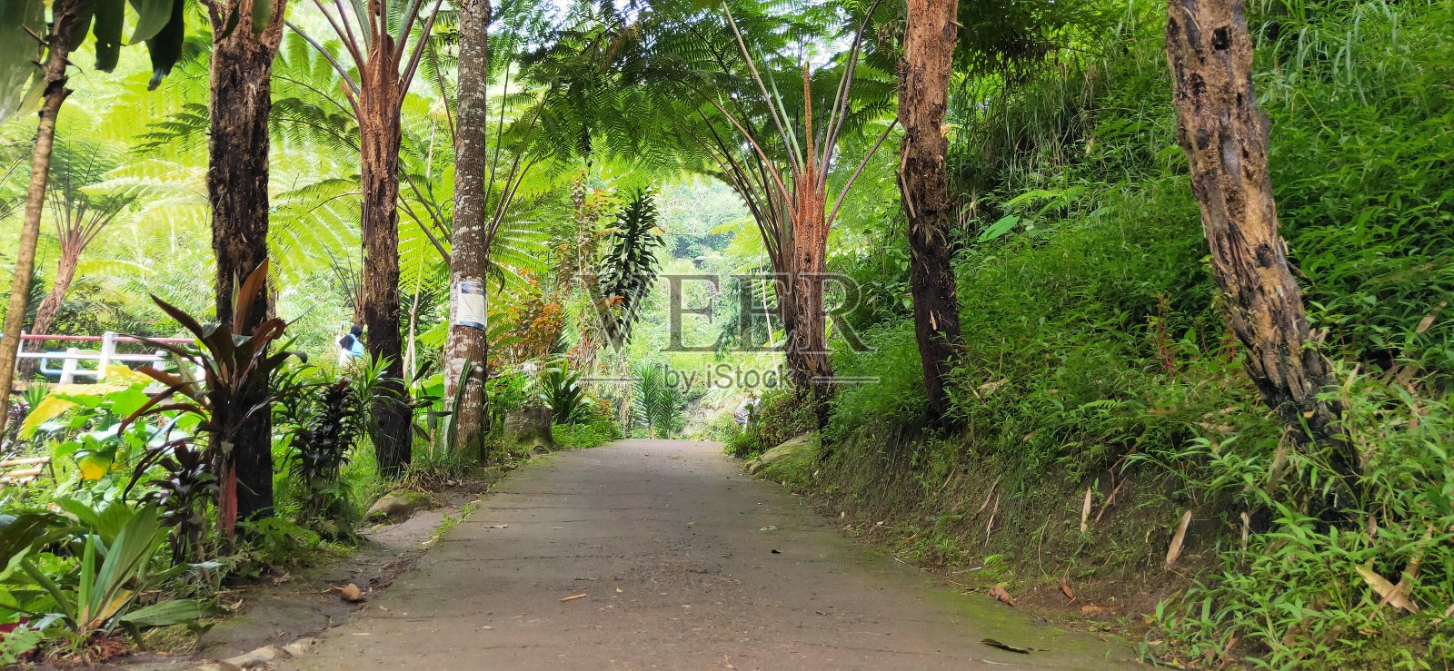 通往红发科班的道路照片摄影图片