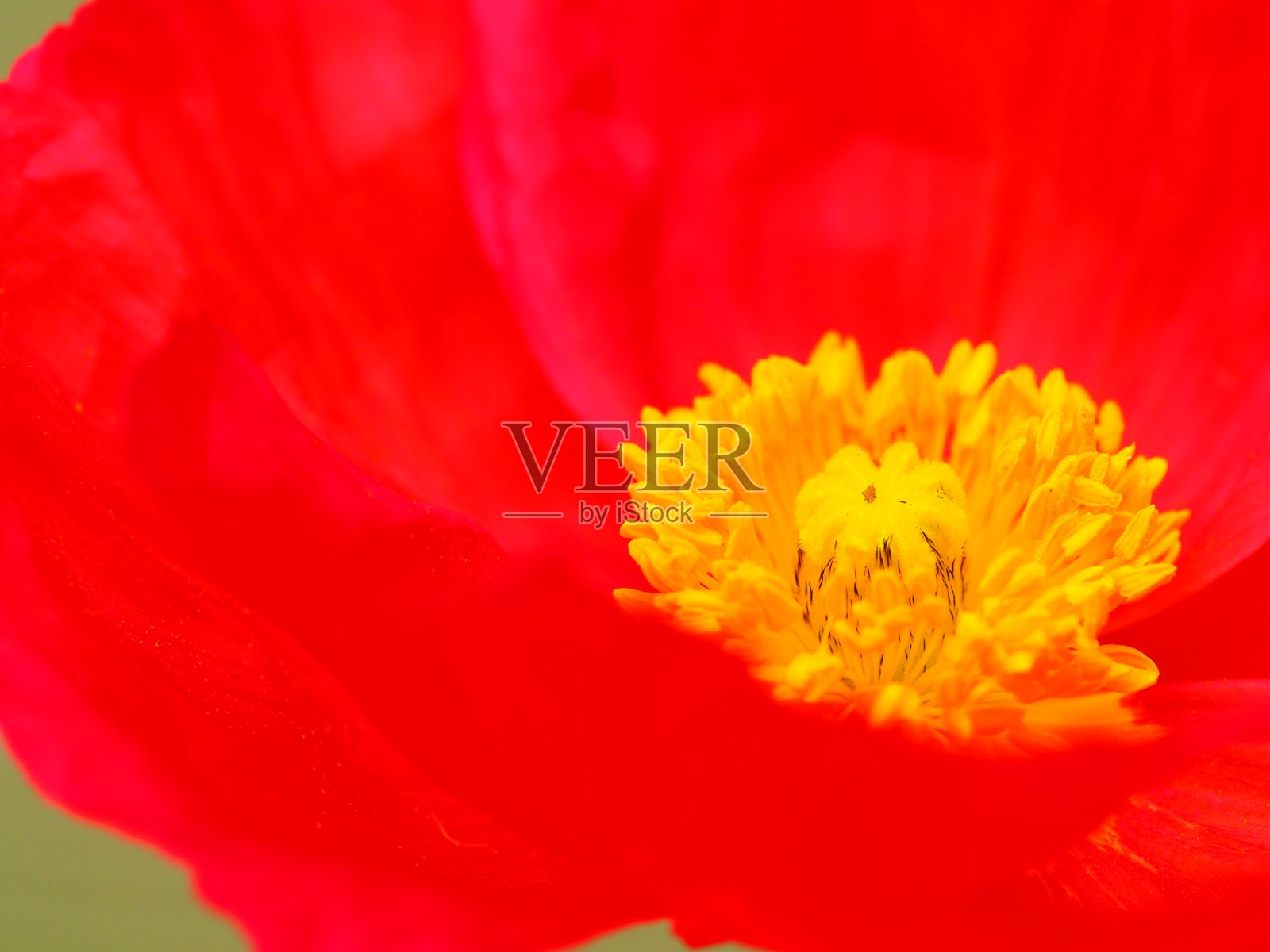 明亮的罂粟照片摄影图片