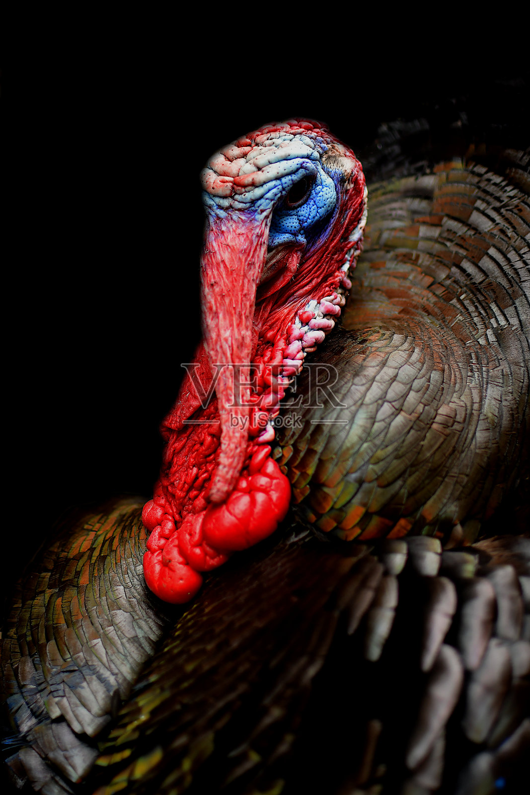 一只火鸡在黑色背景上的肖像照片摄影图片