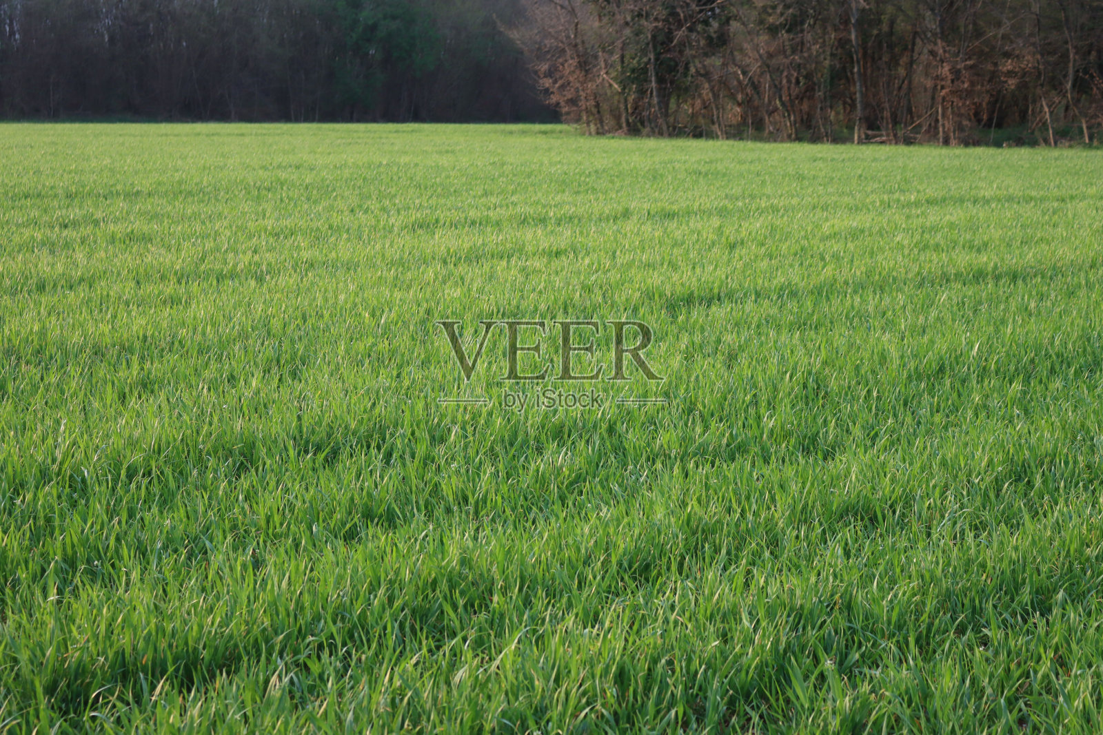 黎明时分，田野里生长着绿色的谷类植物照片摄影图片