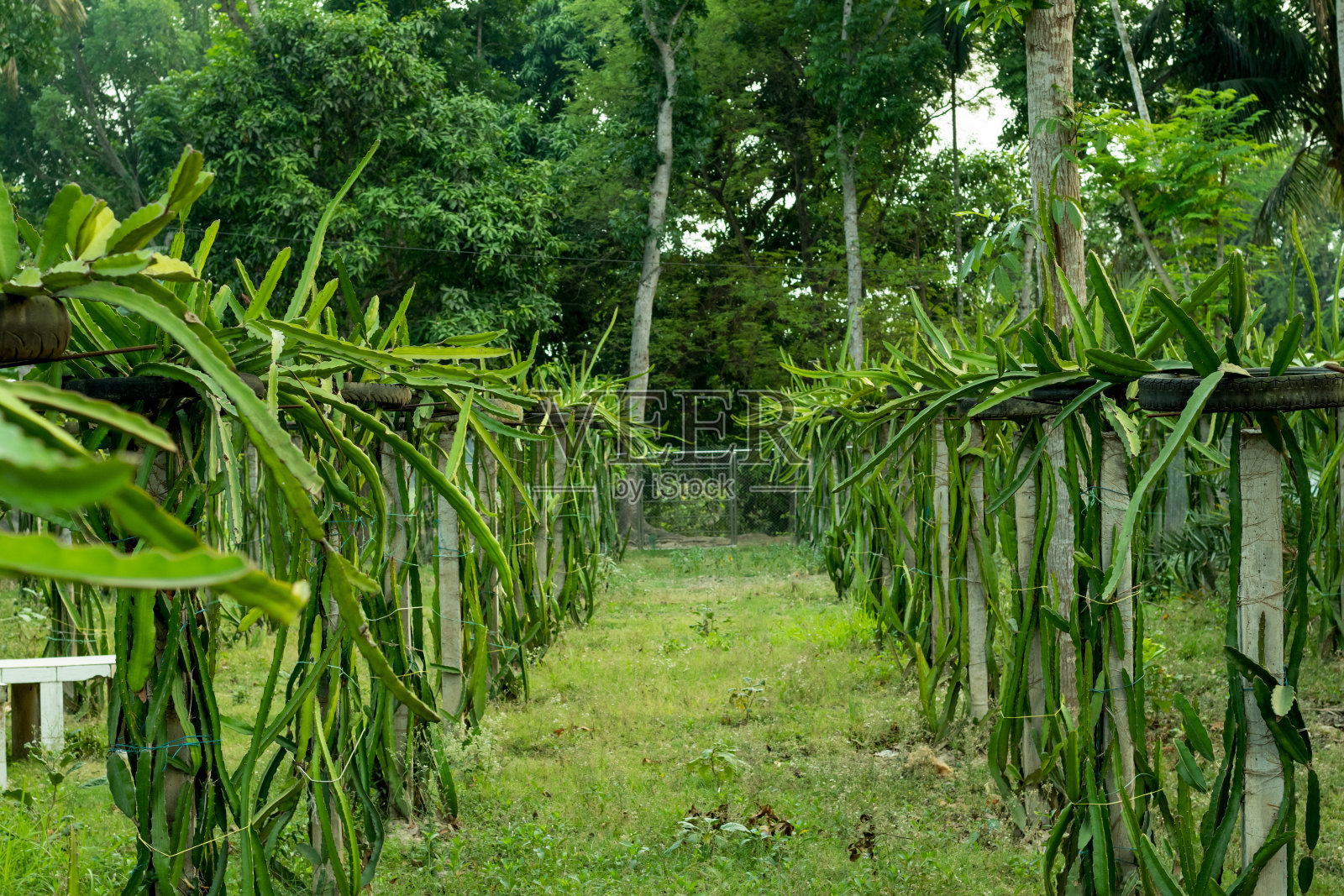 一个永恒的室内植物和龙树花园照片摄影图片