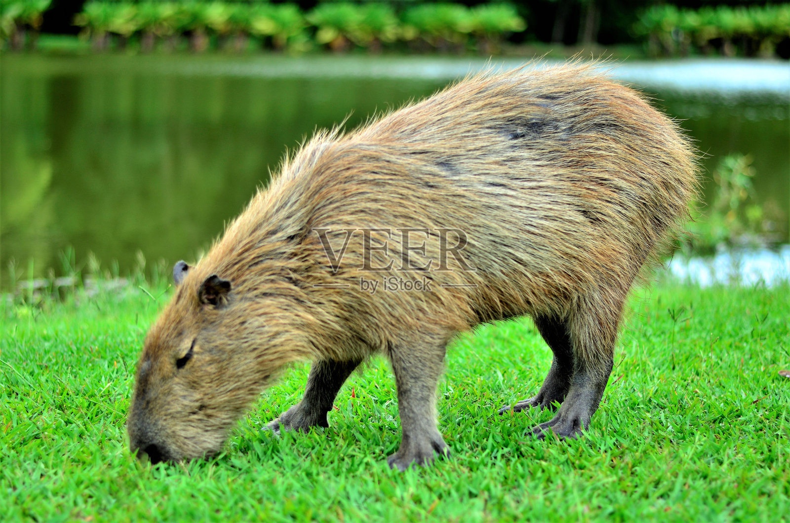 水蛇在湖边吃草照片摄影图片