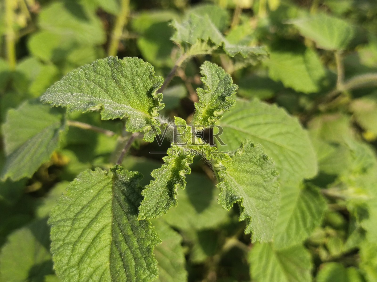 叶与树的自然背景照片摄影图片