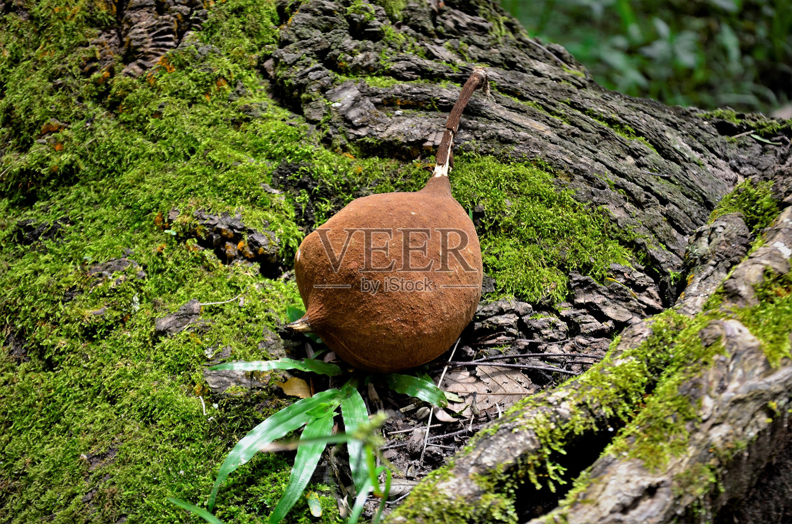 巴西巴西Basiloxylon的落果照片摄影图片