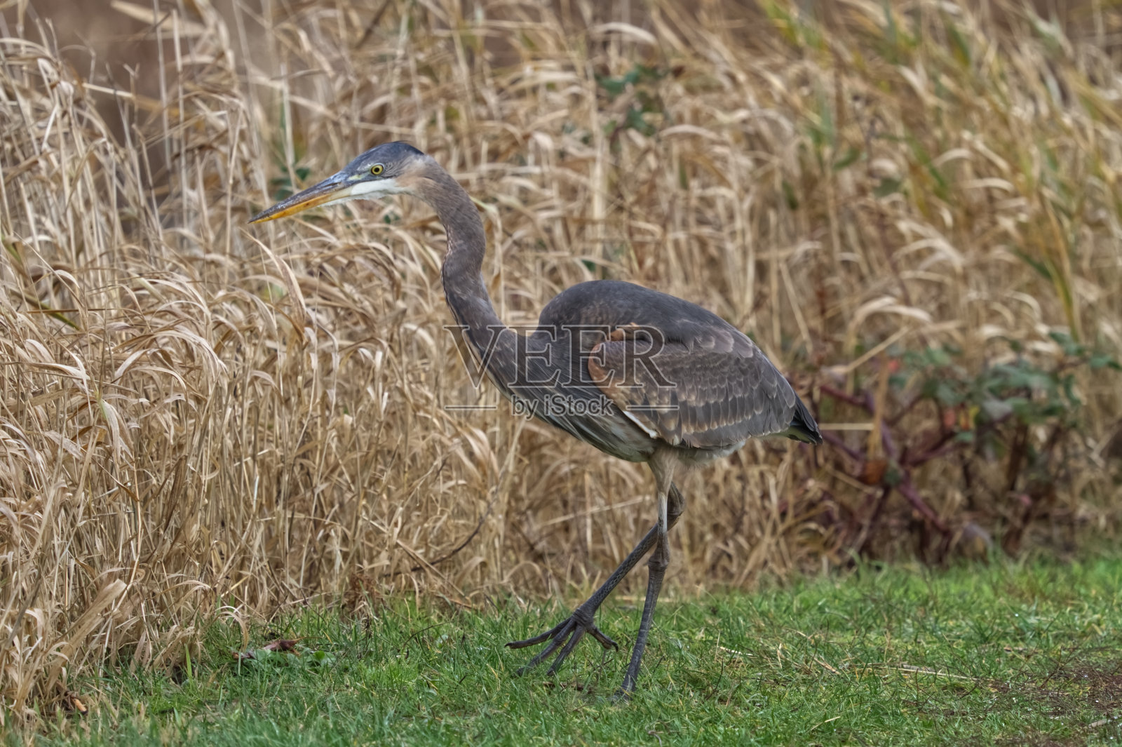 鹭走照片摄影图片