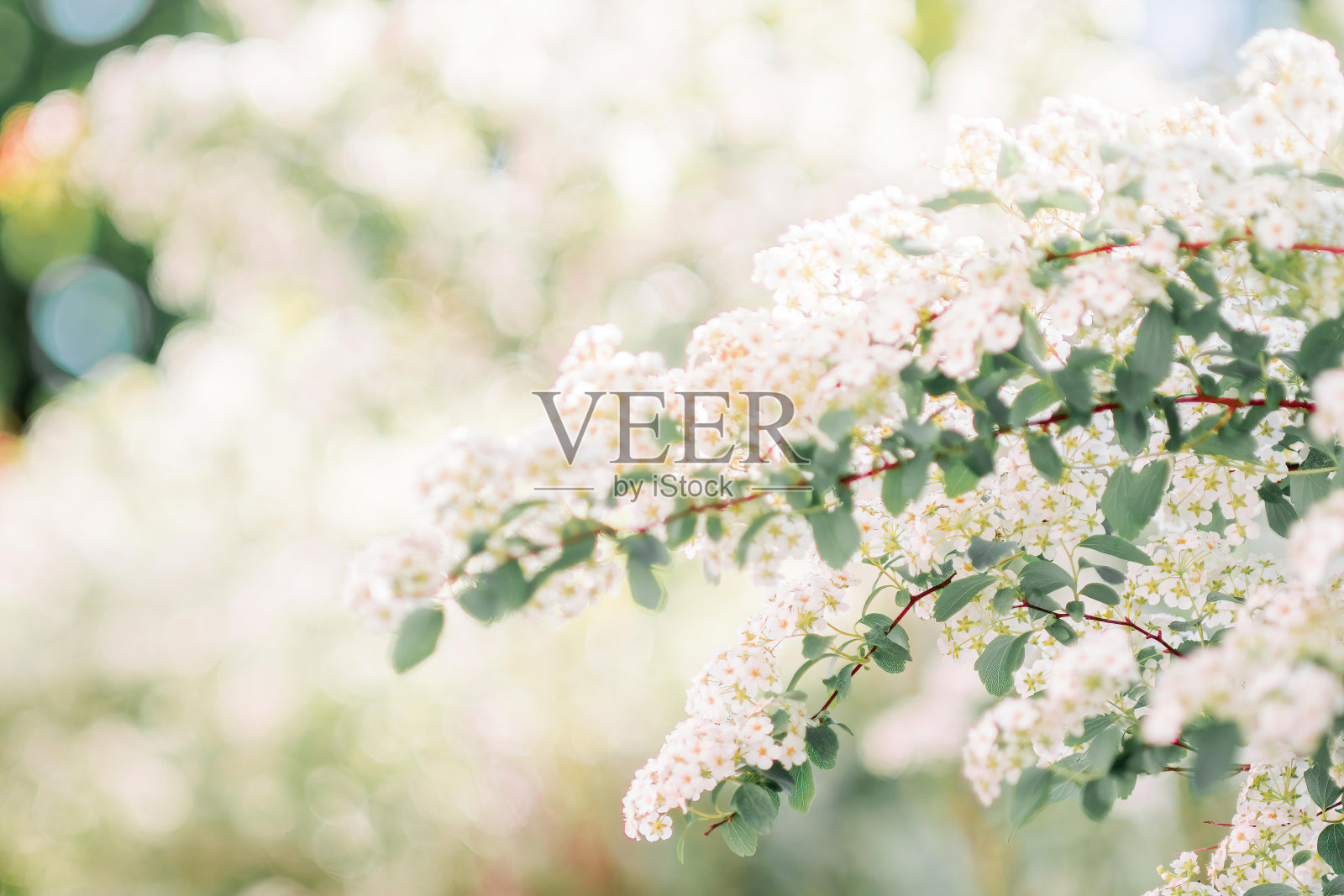 春天百花盛开，百花齐放照片摄影图片