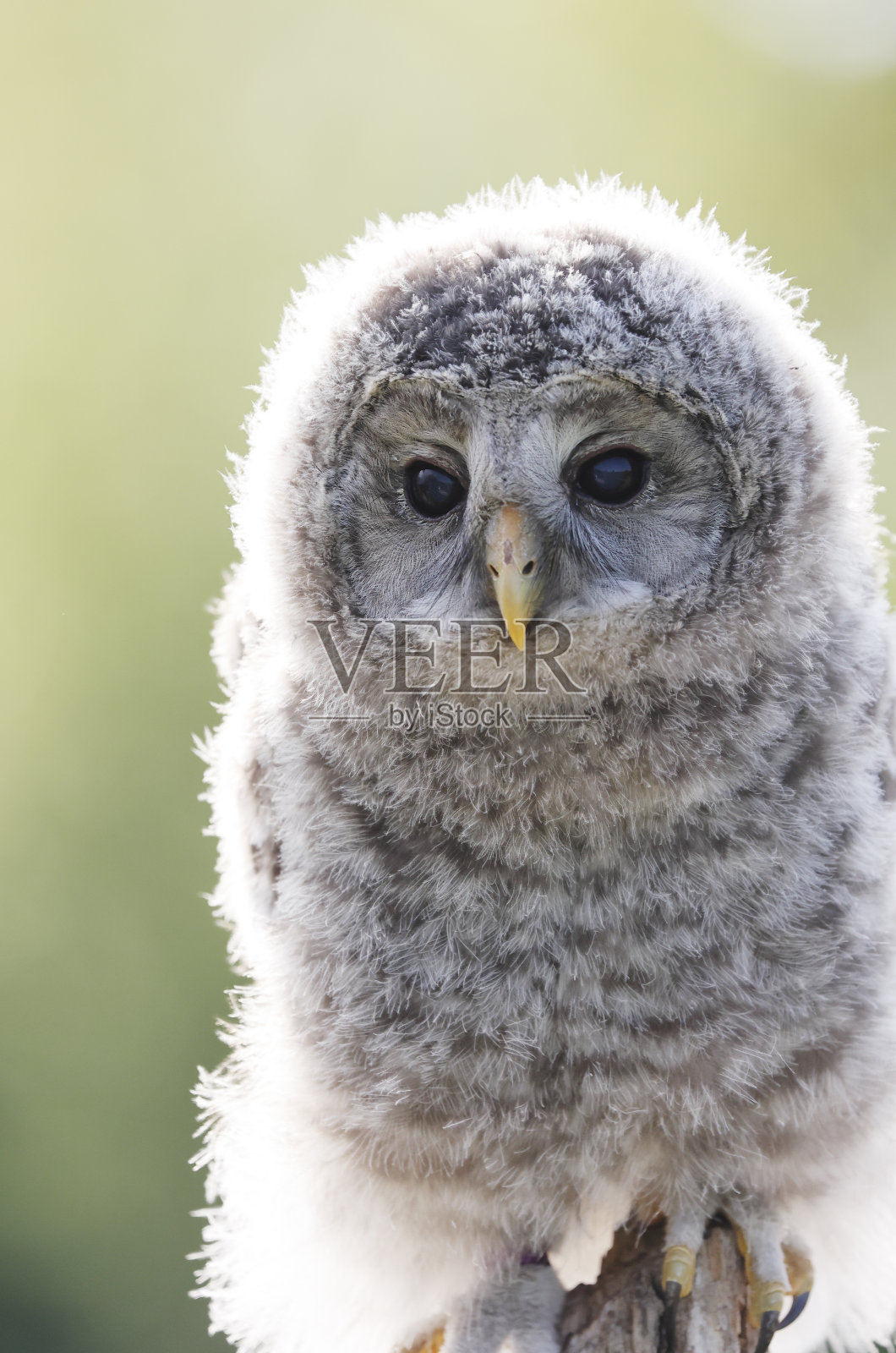 乌拉尔鸮幼鸟照片摄影图片