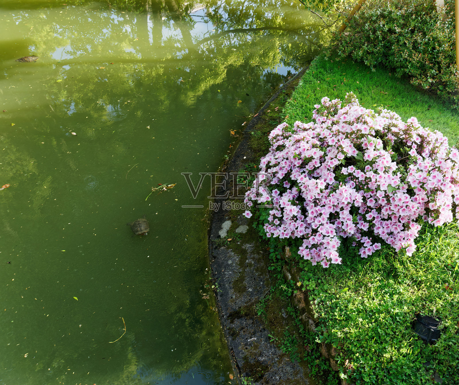 花园中美丽的湖照片摄影图片