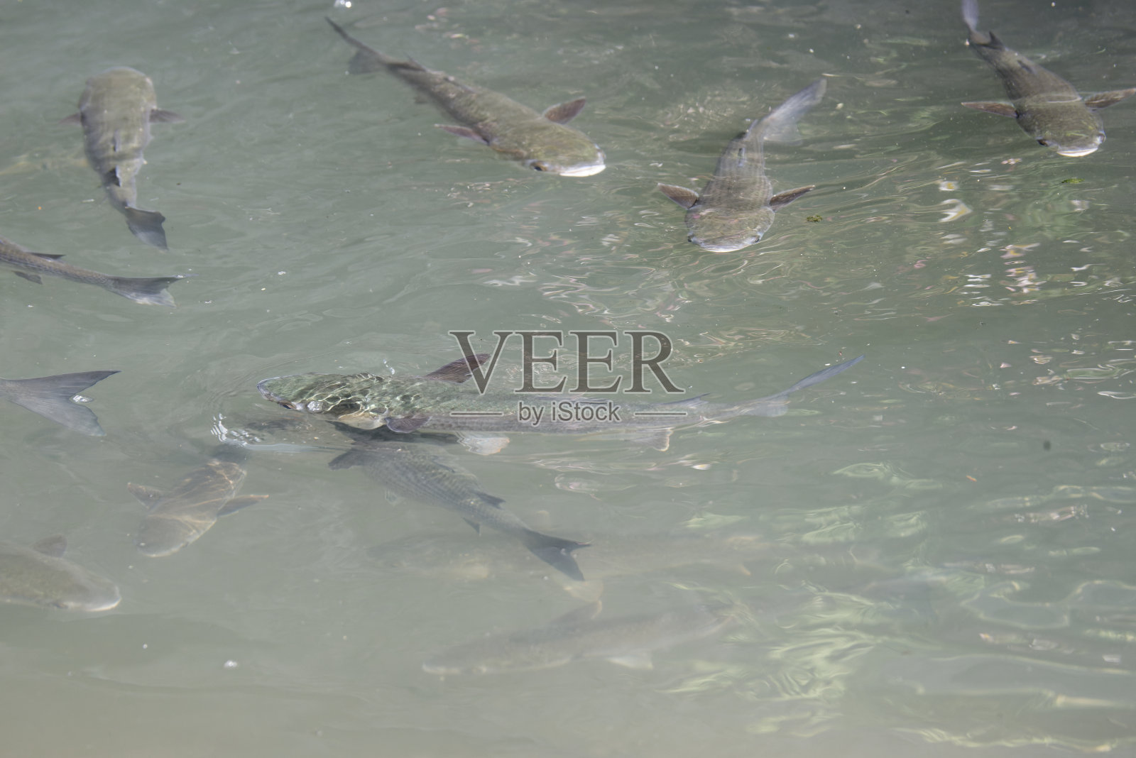 一群鲻鱼爬上运河照片摄影图片