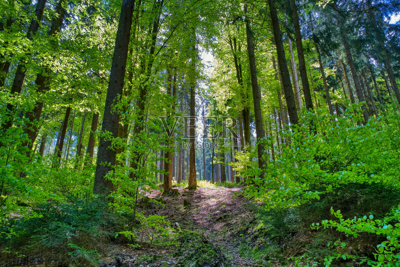 在大布莱腾巴赫附近的森林里照片摄影图片